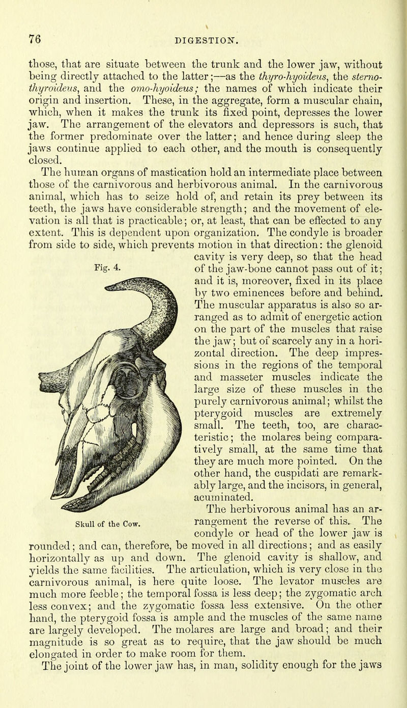 those, that are situate between the trunk and the lower jaw, without being directly attached to the latter;—as the thyro-hyoideus^ the sterno- thyroideus, and the omo-liyoideus; the names of which indicate their origin and insertion. These, in the aggregate, form a muscular chain, which, when it makes the trunk its fixed point, depresses the lower jaw. The arrangement of the elevators and depressors is such, that the former predominate over the latter; and hence during sleep the jaws continue applied to each other, and the mouth is consequently closed. The human organs of mastication hold an intermediate place between those of the carnivorous and herbivorous animal. In the carnivorous animal, which has to seize hold of, and retain its prey between its teeth, the jaws have considerable strength; and the movement of ele- vation is all that is practicable; or, at least, that can be effected to any extent. This is dependent upon organization. The condyle is broader from side to side, which prevents motion in that direction: the glenoid cavity is very deep, so that the head of the jaw-bone cannot pass out of it; and it is, moreover, fixed in its place by two eminences before and behind. The muscular apparatus is also so ar- ranged as to admit of energetic action on the part of the muscles that raise the jaw; but of scarcely any in a hori- zontal direction. The deep impres- sions in the regions of the temporal and masseter muscles indicate the large size of these muscles in the pui-ely carnivorous animal; whilst the pterygoid muscles are extremely small. The teeth, too, are charac- teristic ; the molares being compara- tively small, at the same time that they are much more pointed. On the other hand, the cuspidati are remark- ably large, and the incisors, in general, acuminated. The herbivorous animal has an ar- rangement the reverse of this. The condyle or head of the lower jaw is rounded; and can, therefore, be moved in all directions; and as easily horizontally as up and down. The glenoid cavity is shallow, and yields the same facilities. The articulation, which is very close in the carnivorous animal, is here quite loose. The levator muscles are much more feeble; the temporal fossa is less deep; the zygomatic arch less convex; and the zygomatic fossa less extensive. On the other hand, the pterygoid fossa is ample and the muscles of the same name are largely developed. The molares are large and broad; and their magnitude is so great as to require, that the jaw should be much elongated in order to make room for them. The joint of the lower jaw has, in man, solidity enough for the jaws Skull of the Cow.