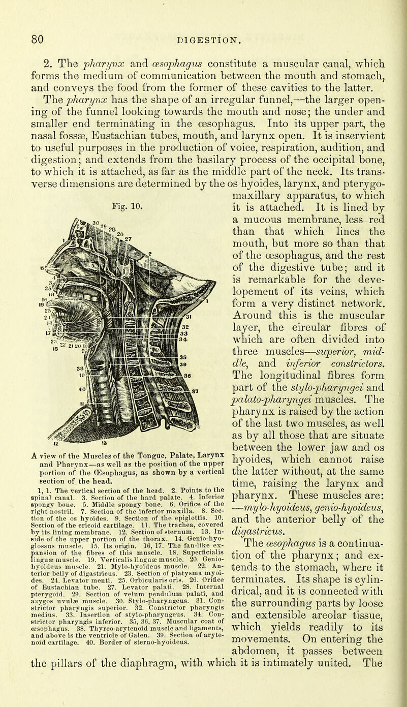 2. Tlie pharynx and cesophagus constitute a muscular canal, which forms the medium of communication between the mouth and stomach, and conveys the food from the former of tliese cavities to the latter. The pharynx has the shape of an irregular funnel,—the larger open- ing of the funnel looking towards the mouth and nose; the under and smaller end terminating in the oesophagus. Into its upper part, the nasal foss^, Eustachian tubes, mouth, and larynx open. It is inservient to useful purposes in the production of voice, respiration, audition, and digestion; and extends from the basilary process of the occipital bone, to which it is attached, as far as the middle part of the neck. Its trans- verse dimensions are determined by the os hyoides, larynx, and pterygo- maxillary apparatus, to which Fig. 10. it is attached. It is lined by a mucous membrane, less red than that which lines the mouth, but more so than that of the cesophagus, and the rest of the digestive tube; and it is remarkable for the deve- lopement of its veins, which form a very distinct network. Around this is the muscular layer, the circular fibres of which are often divided into three muscles—superior, mid- dle, and inferior coristrictors. The longitudinal fibres form part of the stylo-pharyngei and palato-pliaryngei muscles. The pharynx is raised by the action of the last two muscles, as well as by all those that are situate between the lower jaw and os hyoides, which cannot raise the latter without, at the same time, raising the larynx and pharynx. These muscles are: —raylo-hyoideus, genio-hyoideus, and the anterior belly of the digastricus. The oesophagus is a continua- tion of the pharynx; and ex- tends to the stomach, where it terminates. Its shape is cylin- drical, and it is connected with the surrounding parts by loose and extensible areolar tissue, which yields readily to its movements. On entering the abdomen, it passes between the pillars of the diaphragm, with which it is intimately united. The A view of the Muscles of the Tongue, Palate, Larynx and Pharynx—as well as the position of the upper portion of the CEsophagus, as shown by a vertical section of the head. 1, 1. The vertical section of the head. 2. Points to the spinal canal. 3. Section of the hard palate. 4. Inferior spongy hone. !>. Middle spongy bone. 6. Orifice of the riglit nostril. 7. Section of the inferior maxilla. 8. Sec- tion of the OS hyoides. 9. Section of the epiglottis. 10. Section of the cricoid cartilage. 11. The trachea, covered by its lining membrane. 12. Section of sternum. 13. In- side of the upper portion of the thorax. 14. Genio-hyo- glossus muscle. 1.5. Its origin. 16, 17. The fan-like ex- pansion of the fibres of this muscle. 18. Superflcialis linguse muscle. 19. Vertiealis linguse muscle. 20. Genio- hyoideus muscle. 21. Mylo-hyoideus muscle. 22. An- terior belly of digastricus. 23. Section of platysma myoi- des. 24. Levator menti. 2.'). Orbicularis oris. 26. Orifice of Eustachian tube. 27. Levator palati. 28. Internal pterygoid. 29. Section of velum pendulum palati, and azygos uvulffl muscle. .30. Stylo-pharyngeus. 31. Con- strictor pharyngis superior. 32. Constrictor pharyngis medins. 33. Insertion of stylo-pharyngcus. 34. Con- strictor pharyngis inferior. 3.'), 36, .37. Muscular coat of (esophagus. 38. Thyreo-arytenoid muscle and ligaments, and above is the ventricle of Galen. 39. Section of aryte- noid cartilage. 40. Border of sterno-hyoideus.