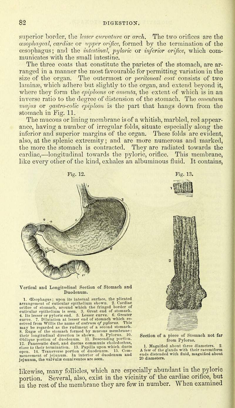 superior loorder, tlie lesser curvature or arch. The two orifices are the oisophageal, cardiac or vjiper orifice^ formed by tlie termination of the oesophagus; and the ijitesfinal, pyloric or inferior orifice, which com- municates with the small intestine. The three coats that constitute the parietes of the stomach, are ar- ranged in a manner the most favourable for permitting variation in the size of the organ. The outermost or peritoneal coat consists of two laminae, which adhere but slightly to the organ, and extend beyond it, where they form the epiploons or omenta, the extent of which is in an inverse ratio to the degree of distension of the stomach. The omentum majus or gastro-colic epiploon is the part that hangs down from the stomach in Fig. 11. The mucous or lining membrane is of a whitish, marbled, red appear- ance, having a number of irregular folds, situate especially along the inferior and superior margins of the organ. These folds are evident, also, at the splenic extremity; and are more numerous and marked, the more the stomach is contracted. They are radiated towards the cardiac,—longitudinal towards the pyloric, orifice. This membrane, like every other of the kind, exhales an albuminous fluid. It contains, 1. ffisophagiis; upon its internal surface, the plicated arrangement of cuticular epithelium shown. 2. Cardiac ^^^^^S^^^a orifice of stomach, around which the fringed border of ^^^^^^^^^^B cuticular epithelium is seen. 3. Great end of stomach. ^-1- ^^^^^^-^ 4. Its lesser or pyloric end. 5. Lesser curve. 6. Greater - .= curve. 7. Dilatation at lesser end of stomach which re- -. ... j ceived from Willis the name of antrum of pylorus. This _ may be regarded as the rudiment of a second stomach. _. 8. Kugffi of the stomach formed by raucous membrane: their longitudinal direction is shown. 9. Pylorus. 10. Section of a piece of Stomach not far Obliciue portion of duodenum. 11. Descending portion. j-j.^^ Pylorus. 12. Pancreatic duct, and ductus communis choledochus, close to their termination. 13. Papilla upon which ducts 1. Magnified about three diameters 2. open 14. Transverse portion of duodenum. 1.5. Com- A few of the glands with their racemiform niencement of ieiunum. In interior of duodenum and ends distended with fluid, magmlied about Fig. 12. Fig. 13. jejunum, the valvule conniventes are seen. 20 diameters. likewise, many follicles, which are especially abundant in the pyloric portion. Several, also, exist in the vicinity of the cardiac orifice,_ but in the rest of the membrane they are few in number. When examined