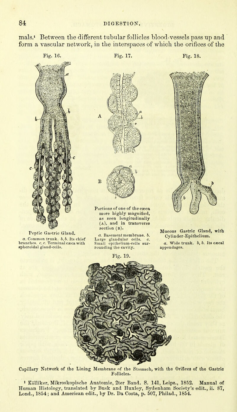 mals.* Between the different tubular follicles blood-vessels pass up and form a vascular network, in the interspaces of which the orifices of the Fig. 16. Fig. 17. Peptic Gastric Gland. a. Ccimmon trunk. 6,5. Its chief branches, c, c. Terminal cjEcawith spheroidal glaud-cells. Portions of one of the cseca more highly magnified, as seen longitudinally (a), and in transverse section (b). a. Basement membrane. 5. Large glandular cells. c. Small epithelium-cells sur- rounding the cavity. Fig. 19. Fig. 18. Mucous Gastric Gland, with Cylinder-Epithelium. a. Wide trunk, b, b. Its csecal appendages. Capillary Network of tho Lining Membrane of the Stomach, with the OriBces of the Gastric Follicles. ' Kcilliker, Mikroskopische Anatomie, 2ter Band. S. 141, Leipz., 1852. Manual of Human Histology, translated by Busk and Huxley, Sydenham Society's edit., ii. 87, Lend., 1854; and American edit., by Dr. Da Costa, p. 507, Philad., 1854.