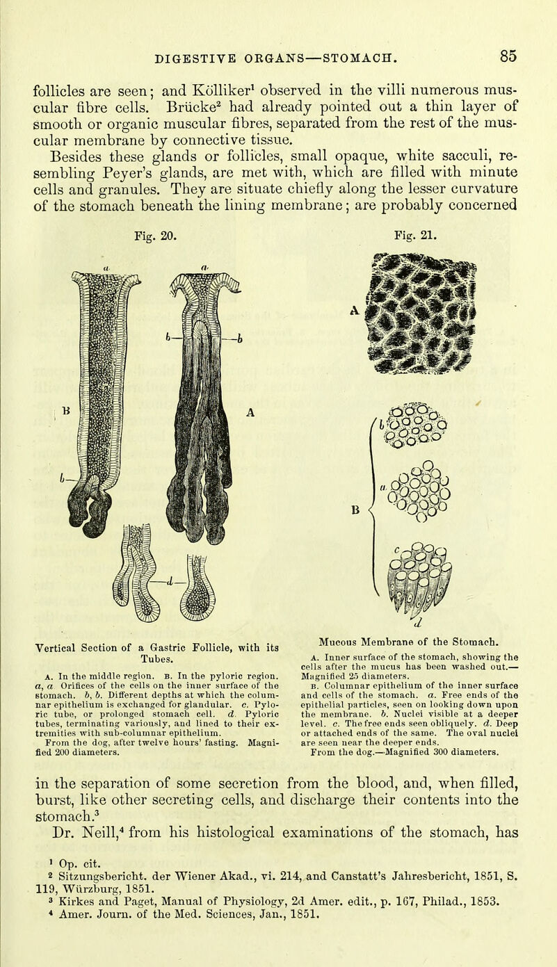 follicles are seen; and Kcilliker^ observed in the villi numerous mus- cular fibre cells. Briicke^ had already pointed out a thin layer of smooth or organic muscular fibres, separated from the rest of the mus- cular membrane by connective tissue. Besides these glands or follicles, small opaque, white sacculi, re- sembling Peyer's glands, are met with, which are filled with minute cells and granules. They are situate chiefly along the lesser curvature of the stomach beneath the lining membrane; are probably concerned Fig. 20. Fig. 21. (I a- Vertical Section of a Gastric Follicle, with its Tubes. A. In the middle region. B. In tlie pyloric region, a, a Orifices of the cells on the inner surface of the stomach. 6, b. Different depths at which the colum- nar epithelium is exchanged for glandular, c. Pylo- ric tuhe, or prolonged stomach cell. d. Pyloric tuhes, terminating variously, and lined to their ex- tremities with sub-columnar epithelium. From the dog, after twelve hours' fasting. Magni- fied 200 diameters. Mucous Membrane of the Stomach. A. Inner surface of the stomach, showing the cells after the mucus has been washed out.— Magnified 2.5 diameters. B. Columnar epithelium of the inner surface and cells of the stomach, a. Free ends of the epithelial particles, seen on looking down upon the membrane, ft. Nuclei visible at a deeper level, c. The free ends seen obliquely, d. Deep or attached ends of the same. The oval nuclei are seen near the deeper ends. From the dog.—Magnified 300 diameters. in the separation of some secretion from the blood, and, when filled, burst, like other secreting cells, and discharge their contents into the stomach.^ Dr. Neill,'* from his histological examinations of the stomach, has ' Op. cit. 2 SitzunEjsbericht. der Wiener Akad., vi. 214, and Canstatt's Jahresbericlit, 1851, S. 119, WiirzWrg, 1851.  Kirkes and Paget, Manual of Physiology, 2d Amer. edit., p. 167, Philad., 1853. * Amer. Journ. of the Med. Sciences, Jan., 1851,