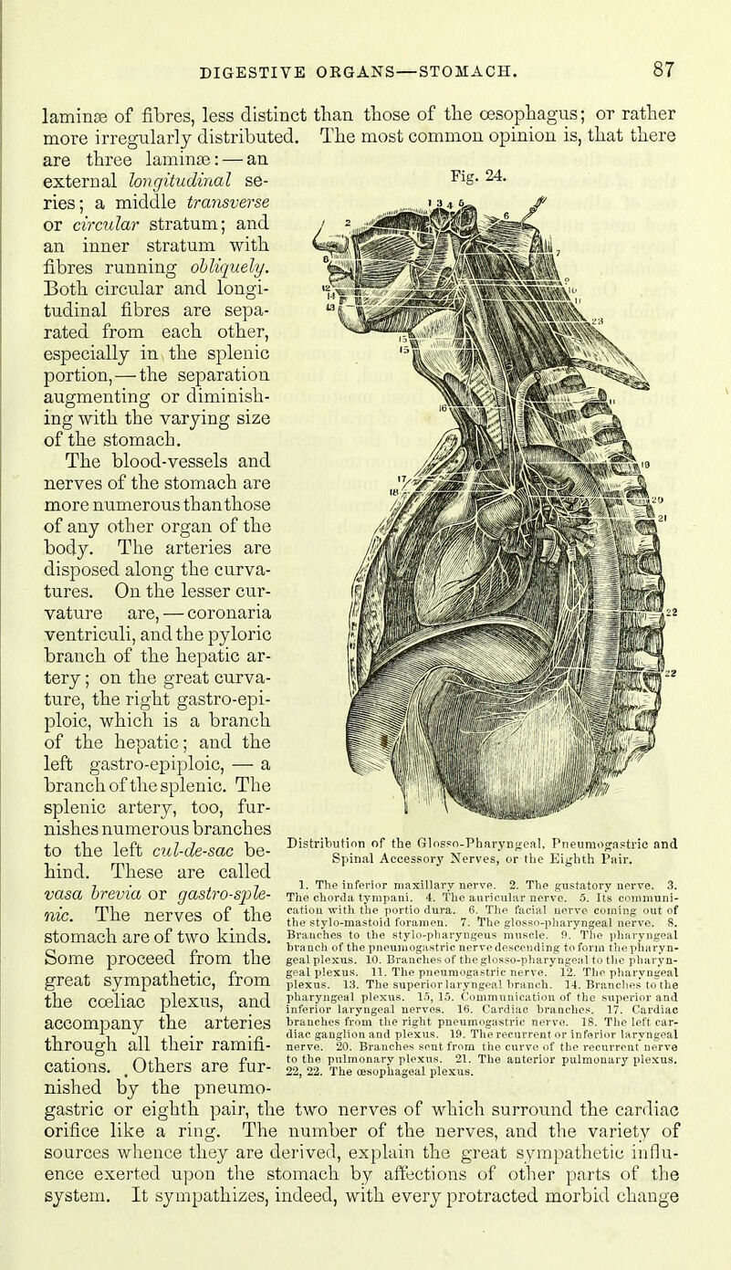 laminos of fibres, less distinct than those of the oesophagus; or rather more irregularly distributed. The most common opinion is, that there are three laminte: — an external longitudinal se- ^ig- ries; a middle transverse or circular stratum; and an inner stratum with fibres running obliquely. Both circular and longi- tudinal fibres are sepa- rated from each other, especially in the splenic portion, — the separation augmenting or diminish- ing with the varying size of the stomach. The blood-vessels and nerves of the stomach are more numerous than those of any other organ of the body. The arteries are disposed along the curva- tures. On the lesser cur- vature are, — coronaria ventriculi, and the pyloric branch of the hepatic ar- tery ; on the great curva- ture, the right gastro-epi- ploic, which is a branch of the hepatic; and the left gastro-epiploic, — a branch of the splenic. The splenic artery, too, fur- nishes numerous branches to the left cul-de-sac be- hind. These are called vasa hrevia or gast^v-sple- nic. The nerves of the stomach are of two kinds. Some proceed from the great sympathetic, from the cceliac plexus, and accompany the arteries through all their ramifi- cations. Others are fur- nished by the pneumo- gastric or eighth pair, the two nerves of which surround the cardiac orifice like a ring. The number of the nerves, and the variety of sources whence they are derived, explain the great sympathetic influ- ence exerted upon the stomach by affections of other parts of the system. It sympathizes, indeed, with every protracted morbid change Distribution of the Glospo-Pharyngeal, Pneumo<;apti'io and Spinal Accessory Nerves, or the Eighth Pair. 1. The inferior maxillary nerve. 2. The gustatory nerve. 3. The chorda tympani. i. The auricular nerve. .5. Its comniuni- oation with the portio dura. 6. The facial nerve coining out of the stylo-ma^toid foramen. 7. The glosso-pharyngeai nerve. 8, Branches to the stylo-pharyngeu? muscle, fl. The pharyngeal branch of the pneuiuogastric nerve descending to form thepharyn- gealplexus. 10. Branches of theglosso-pharyngeal to the pharyn- geal plexus. 11. The pneumogastric nerve. 12. The pharyngeal plexus. 13. The superior laryngeal branch. 14. Branches to the pharyngeal plexus. 1.5, 15. Conimnnication of the superior and inferior laryngeal nerves. 16. Cardiac branches. 17. Cardiac tranches from the right pneumogastric nerve. 18. The left car- diac ganglion and plexus. 19. The recurrent or inferior laryngeal nerve. 20. Branches sent from the curve of the recurrent nerve to the pulmonary plexus, 21. The anterior pulmonary plexus. 22, 22. The oesophageal plexus.