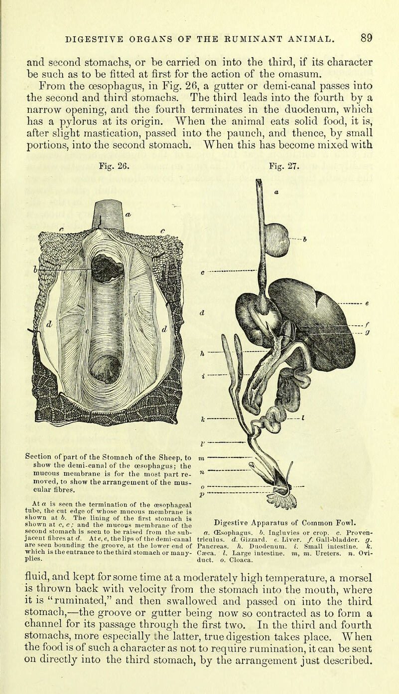 and second stomachs, or be carried on into the third, if its character be such as to be fitted at first for the action of the omasum. From the oesophagus, in Fig. 26, a gutter or demi-canal passes into the second and third stomachs. The third leads into the fourth by a narrow opening, and the fourth terminates in the duodenum, which has a pylorus at its origin. When the animal eats solid food, it is, after slight mastication, passed into the paunch, and thence, by small portions, into the second stomach. When this has become mixed with Fig. 26. Fig. 27. Bhown at b. Tlie lining of the first stomach is tv- « . ^ r^ i shown at c, c; and the mucous memhranp of the Digestive Apparatus of Common Fowl, second stomach is seen to be raised from the sub- a. (Esophagus, b. Ingluvies or crop. e. Proven- jacent fibres at d. At e, e, the lips of the demi-canal triculus. d. Gizzard, e. Liver. /.Gall-bladder, g. are seen bounding the groove, at the lotvor end of Pancreas, h. Duodenum, i. Small intestine, k. which is the entrance to the third stomach or many- Cteca. I. Large intestine, m, m. Ureters, n. Ovi- Plies- duct. o. Cloaca. fluid, and kept for some time at a moderately high temperature, a morsel is thrown back with velocity from the stomach into the mouth, where it is ruminated, and then swallowed and passed on into the third stomach,—the groove or gutter being now so contracted as to form a channel for its passage through the first two. In the third and fourth stomachs, more especially ihe latter, true digestion takes place. When the food is of such a character as not to requii-e rumination, it can be sent on directly into the third stomach, by the arrangement just described.