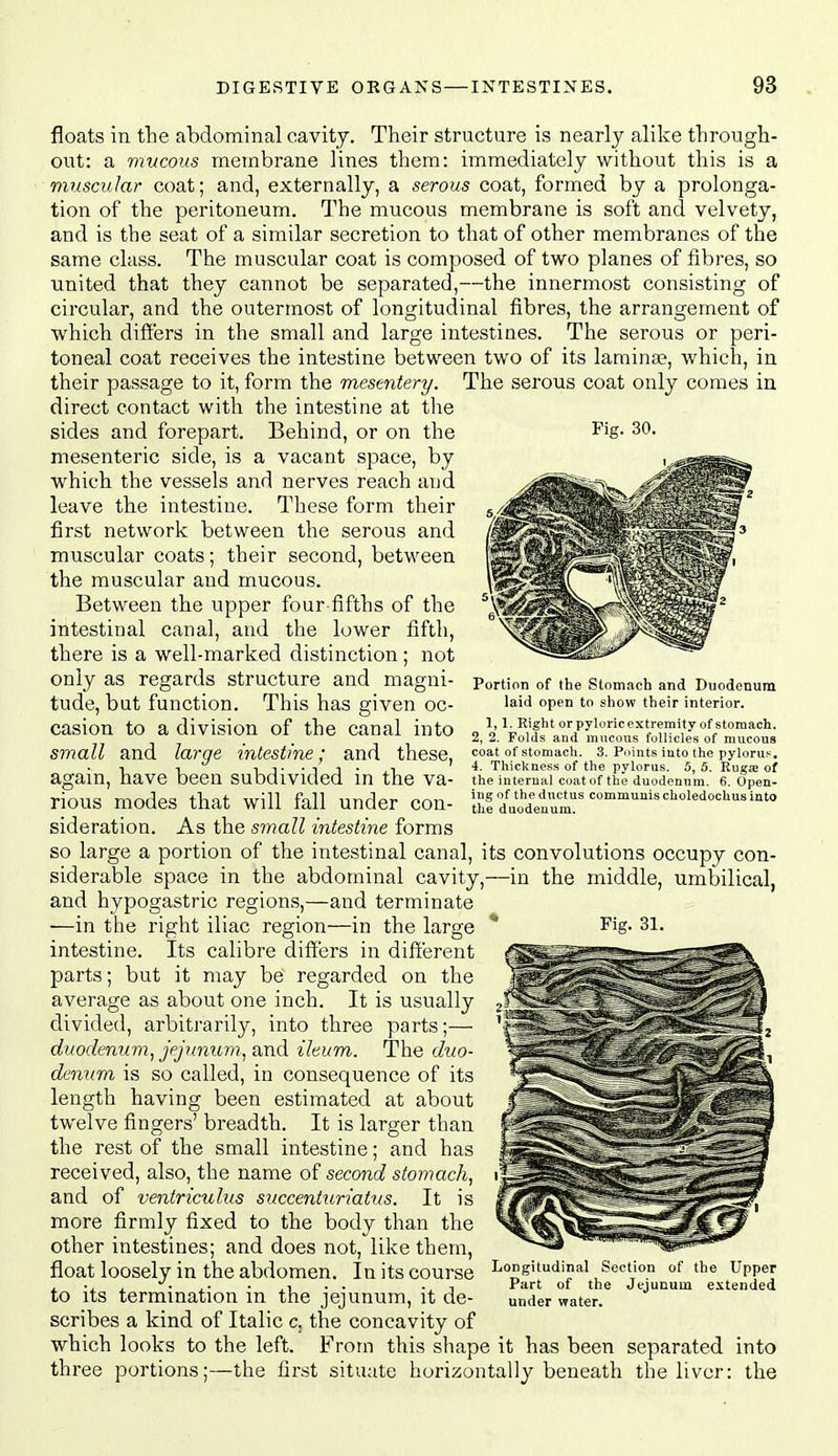 Pig. 30. floats in the abdominal cavity. Their structure is nearly alike through- out: a mucous membrane lines them: immediately without this is a muscular coat; and, externally, a serous coat, formed by a prolonga- tion of the peritoneum. The mucous membrane is soft and velvety, and is the seat of a similar secretion to that of other membranes of the same class. The muscular coat is composed of two planes of fibres, so united that they cannot be separated,—the innermost consisting of circular, and the outermost of longitudinal fibres, the arrangement of which differs in the small and large intestines. The serous or peri- toneal coat receives the intestine between two of its laminae, which, in their passage to it, form the mesentery. The serous coat only comes in direct contact with the intestine at the sides and forepart. Behind, or on the mesenteric side, is a vacant space, by which the vessels and nerves reach and leave the intestine. These form their first network between the serous and muscular coats; their second, between the muscular and mucous. Between the upper four-fifths of the intestinal canal, and the lower fifth, there is a well-marked distinction ; not only as regards structure and magni- tude, but function. This has given oc- casion to a division of the canal into small and large intestine; and these, again, have been subdivided in the va- rious modes that will fall under con- sideration. As the sviall intestine forms so large a portion of the intestinal canal, its convolutions occupy con- siderable space in the abdominal cavity,—in the middle, umbilical, and hypogastric regions,—and terminate ■—in the right iliac region—in the large intestine. Its calibre differs in different parts; but it may be regarded on the average as about one inch. It is usually divided, arbitrarily, into three parts;— duodenum, jejunum, a,nd ileum. The duo- demim is so called, in consequence of its length having been estimated at about twelve fingers' breadth. It is larger than the rest of the small intestine; and has received, also, the name of second stomach, and of ventriculus succenturiatus. It is more firmly fixed to the body than the other intestines; and does not, like them, float loosely in the abdomen. In its course to its termination in the jejunum, it de- scribes a kind of Italic c, the concavity of which looks to the left. From this shape it has been separated into three portions;—the first situate horizontally beneath the liver: the Portion of the Stomach and Duodenum laid open to show their interior. 1,1. Right or pyloric extremity of stomach. 2, 2. Folds and mucous follicles of mucous coat of stomach. 3. Points into the pylorus. 4. Thickness of the pylorus. 5, 5. Ruga; of the internal coat of the duodenum. 6. Open- ing of the ductus communis choledochus into the duodenum. Longitudinal Section of the Upper Part of the Jejunum extended under water.