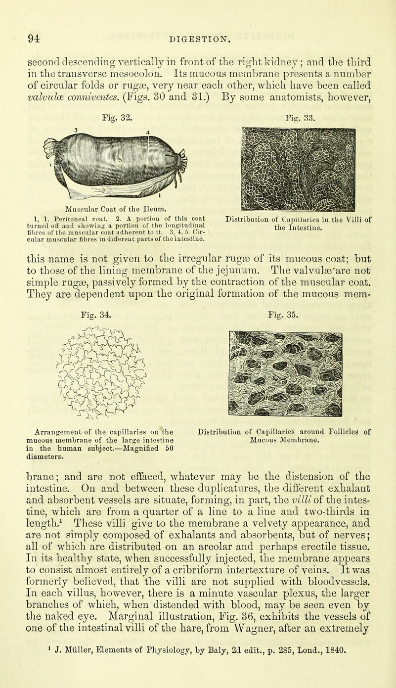 second descending vertically in front of the riglit kidney; and the third in tlie transverse mesocolon. Its mucous membrane presents a number of circular folds or rugae, very near each other, which have been called valvidce conniventes. (Figs. 30 and 31.) By some anatomists, however, Fig. 32. Muscular Coat of the Ileum. 1, 1. Peritoneal coat. 2. A portion of this coat turned off and showing a portion of the longitudinal fibres of the muscular coat adherent to it. 3, 4, 5. Cir- cular muscular fibres in different parts of the intestine. Fig. 33. Distribution of Capillaries in the Villi of the Intestine. this name is not given to the irregular rugaj of its mucous coat; but to those of the lining membrane of the jejunum. The valvulte'are not simple rugae, passively formed by the contraction of the muscular coat. They are dependent upon the original formation of the mucous mem- Fig. 34. Fig. 35. Arrangement of the capillaries on the Distribution of Capillaries around Follicles of mucous membrane of the largo intestine Mucous Membrane, in the human subject.—Magnified 60 diameters. brane; and are not effaced, whatever may be the distension of the intestine. On and between these duplicatures, the dift'erent exhalant and absorbent vessels are situate, forming, in part, the villi of the intes- tine, which are from a quarter of a line to a line and two-thirds in length.^ These villi give to the membrane a velvety appearance, and are not simply composed of exhalants and absorbents, but of nerves; all of which are distributed on an areolar and perhaps erectile tissue. In its healthy state, when successfully injected, the membrane appears to consist almost entirely of a cribriform intertexture of veins. It was formerly believed, that the villi are not supplied with bloodvessels. In each villus, however, there is a minute vascular plexus, the larger branches of which, when distended with blood, may be seen even by the naked eye. Marginal illustration. Fig. 36, exhibits the vessels of one of the intestinal villi of the hare, from Wagner, after an extremely ' J. Miiller, Elements of Physiology, by Baly, 2d edit., p. 285, Lond., 1840.