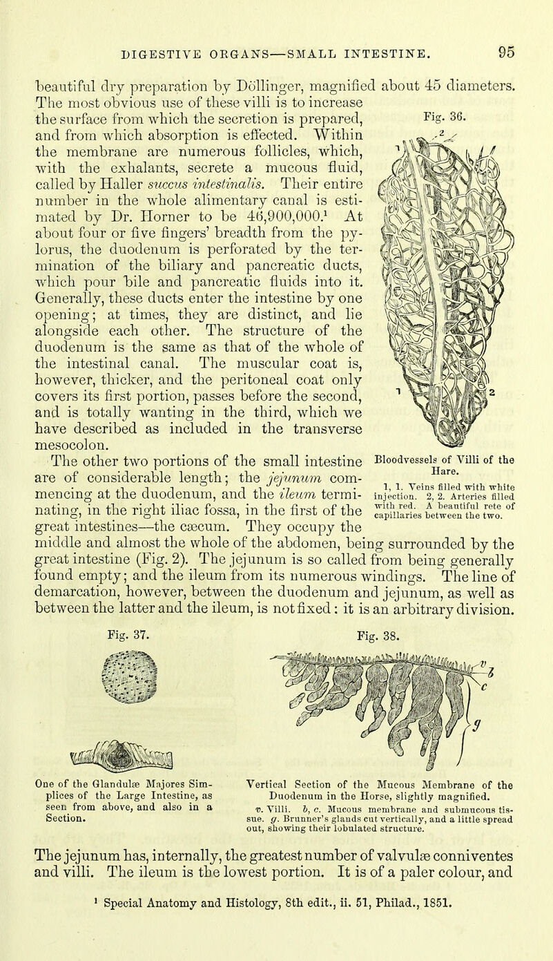 Fi?. 36. beautiful (Ivy preparation hy Dullinger, magnified about 45 diameters, The most obvious use of these villi is to increase the surface from which the secretion is prepared, and from which absorption is effected. Within the membrane are numerous follicles, which, with the exhalants, secrete a mucous fluid, called by Haller succus intestinalis. Their entire number in the whole alimentary canal is esti- mated by Dr. Horner to be 4(5,900,000.1 At about four or five fingers' breadth from the py- lorus, the duodenum is perforated by the ter- mination of the biliary and pancreatic ducts, which poiir bile and pancreatic fluids into it. Generally, these ducts enter the intestine by one opening; at times, they are distinct, and lie alongside each other. The structure of the duodenum is the same as that of the whole of the intestinal canal. The muscular coat is, however, thicker, and the peritoneal coat only covers its first portion, passes before the second, and is totally wanting in the third, which we have described as included in the transverse mesocolon. The other two portions of the small intestine are of considerable length; the jejunum com- mencing at the duodenum, and the ileum termi- nating, in the right iliac fossa, in the first of the great intestines—the ca3cum. They occupy the middle and almost the whole of the abdomen, being surrounded by the great intestine (Fig. 2). The jejunum is so called from being generally found empty; and the ileum from its numerous windings. The line of demarcation, however, between the duodenum and jejunum, as well as between the latter and the ileum, is not fixed: it is an arbitrary division. Bloodvessels of Villi of the Hare. 1, 1. Veins filled trltli Trliite injection. 2, 2. Arteries filled vrith red. A beautiful rete of capillaries between the two. Fig. 37. Fig. 38. One of tlie Glandule Majores Sim- plices of the Large Intestine, as seen from above, and also in a Section. Vertical Section of the Mucous Membrane of the Duodenum in the Horse, slightly magnified. V. Villi. 5, e. Mucous membrane and submucous tis- sue, g. Brunner's glands cut vertically, and a little spread out, showing their lobulated structure. The jejunum has, internally, the greatest number of valvulae conniventes and villi. The ileum is the lowest portion. It is of a paler colour, and ' Special Anatomy and Histology, 8tli edit., ii. 51, PLilad., 1851.