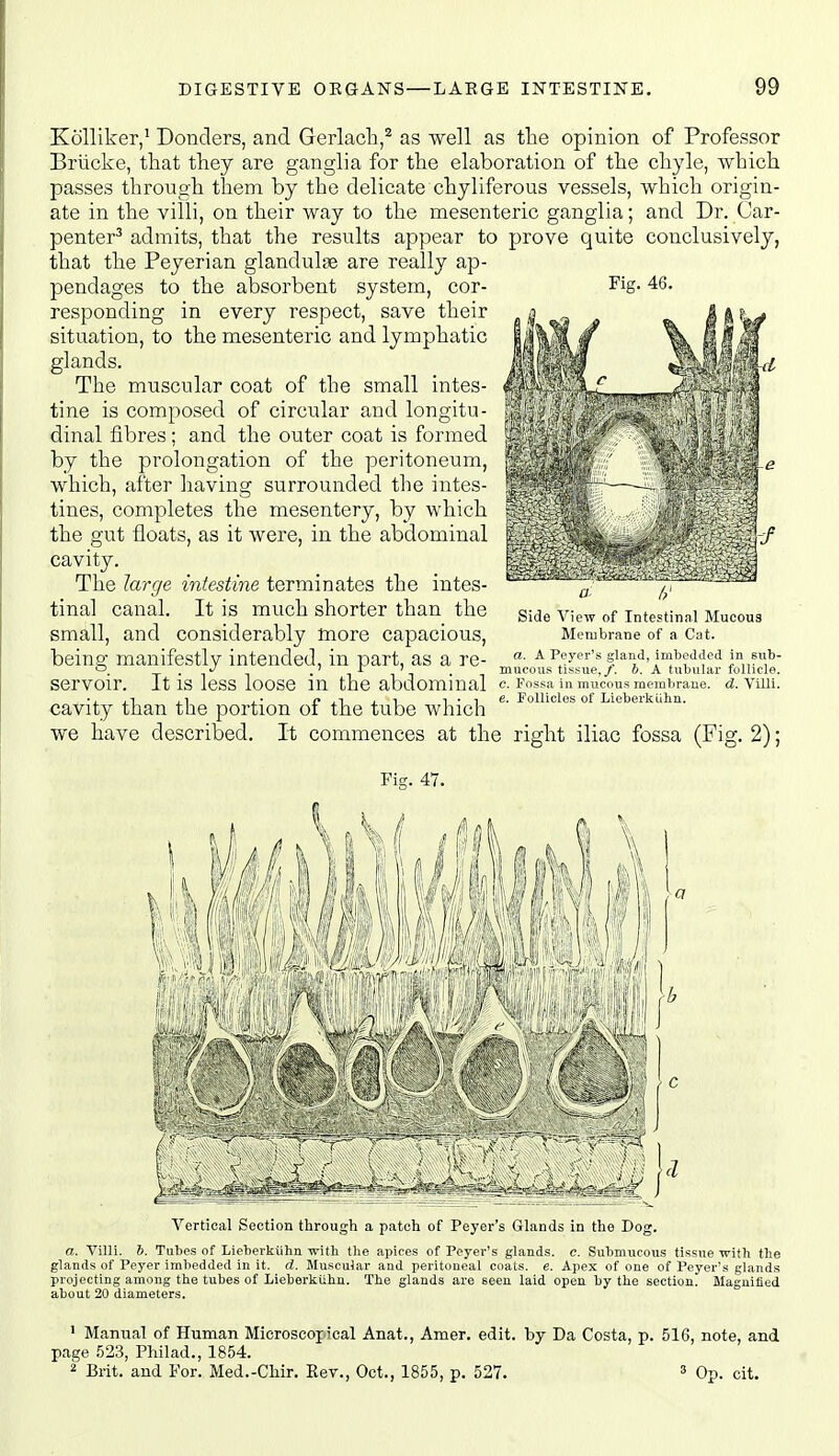 Fig. 46. Kolliker,^ Donders, and Gerlacli,^ as well as the opinion of Professor Briicke, that they are ganglia for the elaboration of the chyle, which passes through them by the delicate chyliferous vessels, which origin- ate in the villi, on their way to the mesenteric ganglia; and Dr. Car- penter^ admits, that the results appear to prove quite conclusively, that the Peyerian glandulfe are really ap- pendages to the absorbent system, cor- responding in every respect, save their situation, to the mesenteric and lymphatic glands. The muscular coat of the small intes- tine is composed of circular and longitu- dinal fibres; and the outer coat is formed by the prolongation of the peritoneum, which, after having surrounded the intes- tines, completes the mesentery, by which the gut floats, as it were, in the abdominal cavity. The large intestine terminates the intes- tinal canal. It is much shorter than the small, and considerably more capacious, being manifestly intended, in part, as a re- servoir. It is less loose in the abdominal cavity than the portion of the tube which we have described. It commences at the right iliac fossa (Fig. 2); Fig. 47. Side View of Intestinal Mucous Membrane of a Cat. a. A Peyer's gland, imbedded in sub- mucous tissue,/, b. A tubular follicle. c. Fossa in mucous membrane, d. Villi. e. Follicles of Lieberkiihu. I 1 ' \ : : ,.■ (V--' f';': ^ .' Vertical Section through a patch of Peyer's Glands in the Bog. a. Villi. 6. Tubes of Lieberkiihu with the apices of Peyei-'s glands, c. Submucous tissue with the glands of Peyer imbedded in it. d. Muscular and peritoneal coats, e. Apex of one of Peyer's glands projecting among the tubes of Lieberkiihu. The glands are seen laid open by the section. Maguitied about 20 diameters. ' Manual of Human Microscopical Anat., Amer. edit, by Da Costa, p. 516, note, and page .523, Philad., 1854. 2 Brit, and For. Med.-Cliir. Rev., Oct., 1855, p. 527. 3 Op. cit.