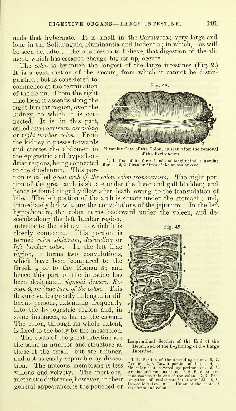 Muscular Coat of the Colon, as seen alter the removal of the Peritoneum. 1, 1. One of its three bands of longitudinal muscular fibres. 2, 2. Circular fibres of the muscular cuat. mals that hybernate. It is small in the Carnivora; very large and long in the Solidungula, Kuminantia and Rodentia; in which,—as will be seen hereafter,—there is reason to believe, that digestion of the ali- ment, which has escaped change higher up, occurs. The colon is by much the longest of the large intestines, (Fig. 2.) It is a continuation of the ctecum, from which it cannot be distin- guished ; but is considered to commence at the termination of the ileum. From the right iliac fossa it ascends along the right lumbar region, over the kidney, to which it is con- nected. It is, in this part, called colo7i dextrum, ascending or right lumbar colon. From the kidney it passes forwards and crosses the abdomen in the epigastric and hypochon- driac regions, being connected to the duodenum. This por- tion is called great arch of the colon, colon transversum. The right por- tion of the great arch is situate under the liver and gall-bladder; and hence is found tinged yellow after death, owing to the transudation of bile. The left portion of the arch is situate under the stomach ; and, immediately below it, are the convolutions of the jejunum. In the left hypochondre, the colon turns backward under the spleen, and de- scends along the left lumbar region, anterior to the kidney, to which it is Fig. 49. closely connected. This portion is termed colon sinistrum, descending or left lumbar colon. In the left iliac region, it forms two convolutions, which have been 'compared to the Greek j, or to the Eoman s; and hence this part of the intestine has been designated sigmoid flexure, Ro- man S, or iliac turn of the colon. This flexure varies greatly in length in dif ferent persons, extending frequently into the hypogastric region, and, in some instances, as far as the c£ecu.m. The colon, through its whole extent, is fixed to the body by the mesocolon. The coats of the great intestine are the same in number and structure as those of the small; but are thinner, and not as easily separable by dissec- tion. The mucous membrane is less villous and velvety. The most cha- racteristic difference, however, in their general appearance, is the pouched or Longitudinal Section of the End of the Ileum, and of the Beginning of the Large Intestine. 1, 1. Portion of the ascending colon. 2, 2. Ciccum. .3, 3. Lower portion of ileum. 4, 4. Muscular coat, covered by peritoneum. 5, 5. Areolar and mucous coats. 6, 6. Folds of mu- cous coat at this end of the colon. 7, 7. Pro- longations of areolar coat into the^e f>dds. 8, S. Ileo-colic valve. 9, 9. Union of the coats of the ileum and colon.