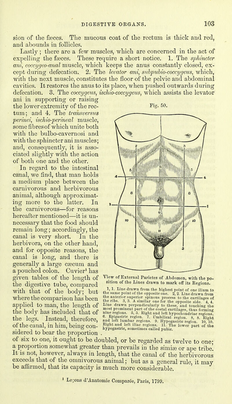 Fis. 50. sion of the f^ces. The mucous coat of the rectum is thick and red, and abounds in follicles. Lastly ; there are a few muscles, which are concerned in the act of expelling the faeces. These require a short notice. 1, The sj^hinder ani, coccygeo-anal muscle, which keeps the anus constantly closed, ex- cept during defecation. 2. The levator ani, suhpuhio-coccygeus^ Avhich, with the next muscle, constitutes the floor of the pelvic and abdominal cavities. It restores the anus to its place, when pushed outwards during defecation. 3. The coccygeus, ischio-coccygeus, which assists the levator ani in supporting or raising the lower extremity of the rec- tum; and 4. The tratisversns perinei, ischio-perineal muscle, some fibres of which unite both with the bulbo-cavernosi and with the sphincter ani muscles; and, consequently, it is asso- ciated slightly with the action of both one and the other. In regard to the intestinal canal, we find, that man holds a medium place between the carnivorous and herbivorous animal, although approximat- ing more to the latter. In the carnivorous—for reasons hereafter mentioned—it is un- necessary that the food should remain long; accordingly, the canal is very short. In the herbivora, on the other hand, and for opposite reasons, the canal is long, and there is generally a large csecum and a pouched colon. Cuvier' has given tables of the length of the digestive tube, compared with that of the body; but where the comparison has been applied to man, the length of the body has included that of the leo^s. Instead, therefore, View of External Parietes of Abdomen, with the po- sition of the Lines drawn to mark off its Regions. 1, 1. Line drawn from the highest point of one ilium to the same point of the opposite one. 2, 2. Line drawn from the anterior superior spinous process to the cartilages of the ribs. 3, 3. A similar one for the opposite side. 4, 4. Line drawn perpendicularly to these, and touching the most prominent part of the costal cartilages, thus forming nine regions, 6, o. Right and left hypochondriac regions. 6. Epigastric region. 7. Umbilical region. 8, 8. Eight . Slid left lumbar regions. 9. Hypogastric region 10 10 of the canal, in him, beinec con- ^A ''J.'^ i-egions. n. The lower part of the , ' , ' £j v^vyu. hypogastric, sometimes called pubic. sidered to bear the proportion . of six to one, it ought to be doubled, or be regarded as twelve to one- a proportion somewhat greater than prevails in the simia; or ape tribe' It IS not, however, always in length, that the canal of the herbivorous exceeds that of the omnivorous animal; but as a general rule, it may be aflarmed, that its capacity is much more considerable. ■ Lejons d'Anatomie Comparee, Paris, 1799.