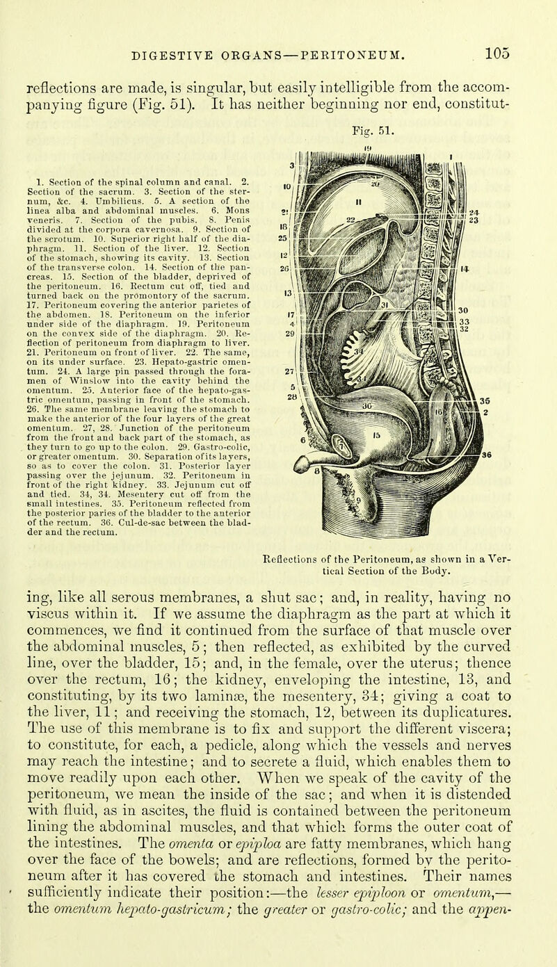 reflections are made, is singular, but easily intelligible from the accom- panying figure (JFig. 51). It has neither beginning nor end, coustitut- 1. Section of the spinal column and canal. 2. Section of the sacrum. 3. Section of the ster- num, &c. 4. Umbilicus. 5. A section of the linea alba and abdominal muscle.s. 6. Mons veneris. 7. Section of the pubis. S. Penis divided at the corpora cavernosa. 9. Section of the scrotum. 10. Superior right half of tlie dia- phragm. 11. Section of the liver. 12. Section of the stomach, showing its cavity. 13. Section of the transverse colon. 14. Section of the pan- creas. 15. Section of the bladder, deprived of the peritoneum. 16. Rectum cut off, tied and turned bade on the promontory of the sacrum. 17. Peritoneum covering the anterior parietes of the abdomen. IS. Peritoneum on the inferior under side of the diaphragm. 19. Peritoneum on the convex side of tlie diaphragm. 20. Re- flection of peritoneum from diaphragm to liver. 21. Peritoneum on front of liver. 22. The .same, on its under surface. 23. Hepato-gastric omen- tum. 24. A large pin passed through the fora- men of Winslow into the cavity behind the omentum. 2'>. Anterior face of the hepato-gas- tric omentum, passing in front of the stomach. 26. The same membrane leaving the stomach to make the anterior of the four layers of the great omentum. 27, 28. .Junction of the peritoneum from tlie front and baclc part of the stomach, as they turn to go up to the colon. 29. Gastro-colic, or greater omentum. 30. Separation of its layers, so as to cover the colon. 31. Posterior layer passing over tlie je.iunum. 32. Peritoneum in front of the right kidney. 33. Jejunum cut otf and tied. 34, 34. Mesentery cut off from the small intestines. 3.'). Peritoneum reflected from the posterior paries of the bladder to the anterior of the rectum. 36. Cul-de-sac between the blad- der and the rectum. Fig. 51. Refiections of the Peritoneum, as sliown in a Ver- tical Section of the Body. ing, like all serous membranes, a shut sac; and, in reality, having no viscus within it. If we assume the diaphragm as the part at which it commences, we find it continued from the surface of that muscle over the abdominal muscles, 5; then reflected, as exhibited by the curved line, over the bladder, 15; and, in the female, over the uterus; thence over the rectum, 16; the kidney, enveloping the intestine, 13, and constituting, by its two laminae, the mesentery, 31; giving a coat to the liver, 11; and receiving the stomach, 12, between its duplicatures. The use of this membrane is to fix and support the different viscera; to constitute, for each, a pedicle, along which the vessels and nerves may reach the intestine; and to secrete a fluid, which enables them to move readily upon each other. When we speak of the cavity of the peritoneum, we mean the inside of the sac; and when it is distended with fluid, as in ascites, the fluid is contained between the peritoneum lining the abdominal muscles, and that which forms the outer coat of the intestines. The omenta or epij)loa are fatty membranes, which hang over the face of the bowels; and are reflections, formed by the perito- neum after it has covered ihe stomach and intestines. Their names sufficiently indicate their position:—the lesser epiploon or omentum,— the omentum hepato-getstricum; the greater or gastro-colic; and the ar>pen-