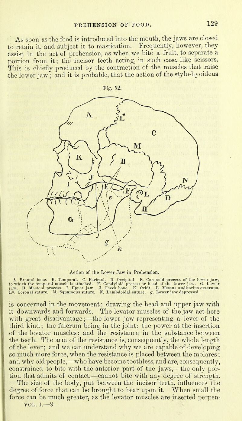 As soon as the food is introduced into the mouth, the jaws are closed to retain it, and subject it to mastication. Frequently, however, they assist in the act of prehension, as when we bite a fruit, to separate a portion from it; the incisor teeth acting, in such case, like scissors. This is chiefly produced by the contraction of the muscles that raise the lower jaw ; and it is probable, that the action of the stylo-hyoideus Fig. 52. Action of the Lower Jaw in Prehension. A. Frontal bone. B. Temporal. C. Parietal. D. Occipital. E. Coronoid process of the lower jaw, to which the temporal muscle is attached. F. Condyloid process or head of the lower jaw. G. Lower jaw. H. Mastoid process. I. Upper jaw. J. Cheeli bone. K. Orbit. L. Meatus auditorius exteruus. L*. Coronal suture. M. Squamous suture. N. Lambdoidal suture, g. Lower jaw depressed. is concerned in the movement; drawing the head and upper jaw with it downwards and forwards. The levator muscles of the jaw act here with great disadvantage;—the lower jaw representing a lever of the third kind; the fulcrum being in the joint; the jiower at the insertion of the levator muscles; and the resistance in the substance between the teeth. The arm of the resistance is, consequently, the whole length of the lever; and we can understand why we are capable of developing so much more force, when the resistance is placed between the molares; and why old people,—who have become toothless, and are, consequently, constrained to bite with the anterior part of the jaws,—the only por- tion that admits of contact,—cannot bite with any degree of strength. The size of the body, put between the incisor teeth, influences the degree of force that can be brought to bear upon it. When small the force can be much greater, as the levator muscles are inserted perpen- VOL. I.—9