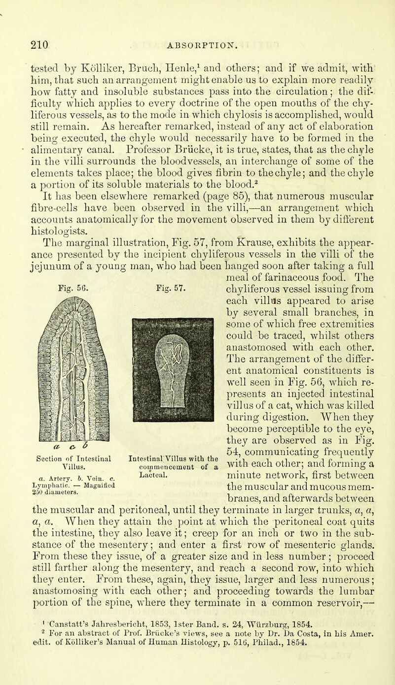 tested by Kolliker, Bruch, Henle/ and others; and if we admit, with, him, that such an arrangement might enable us to explain more readily how fatty and insoluble substances pass into the circulation; the dif- ficulty which applies to every doctruie of the open mouths of the chy- liferous vessels, as to the mode in which chylosis is accomplished, would still remain. As hereafter remarked, instead of any act of elaboration being executed, the chyle would necessarily have to be formed in the alimentary canal. Professor Brlicke, it is true, states, that as the chyle in the villi surrounds the bloodvessels, an interchange of some of the elements takes place; the blood gives fibrin to the chyle; and the chyle a portion of its soluble materials to the blood.^ It has been elsewhere remarked (page 85), that numerous muscular fibre-cells have been observed in the villi,—an arrangement which accounts anatomically for the movement observed in them by different histologists. The marginal illustration. Fig. 57, from Krause, exhibits the appear- ance presented by the incipient chyliferous vessels in the villi of the jejunum of a young man, who had been hanged soon after taking a full meal of farinaceous food. The Fig. 57. chyliferous vessel issuing from each villas appeared to arise by several small branches, in some of which free extremities could be traced, whilst others anastomosed with each other. The arrangement of the differ- ent anatomical constituents is well seen in Fig. 56, which re- presents an injected intestinal villus of a cat, which was killed during digestion. When they become perceptible to the eye, they are observed as in Fig. 54, communicating frequently with each other; and forming a minute network, first between the muscular and mucous mem- branes, and afterwards between the muscular and peritoneal, until they terminate in larger trunks, a, a, a, a. When they attain the point at which the peritoneal coat quits the intestine, they also leave it; creep for an inch or two in the sub- stance of the mesentery; and enter a first row of mesenteric glands. From these they issue, of a greater size and in less number ; proceed still farther along the mesentery, and reach a second row, into which they enter. From these, again, they issue, larger and less numerous; anastomosing with each other; and proceeding towards the lumbar portion of the spine, where they terminate in a common reservoir,— Section of Intestinal Villus. a. Artery, b. Vein. c. Lymphatic. — Magaified 250 diameters. Intestinal Villus with the commencement of a Lacteal. ' Canstatt's Jahresbericht, 1853, Ister Band. s. 24, Wiirzburg, 1854. 2 For an abstract of Prof. Brticke's views, see a note by Dr. Da Costa, in bis Amer. edit, of Kolliker's Manual of Human Histology, p. 51G, Philad., 1854.