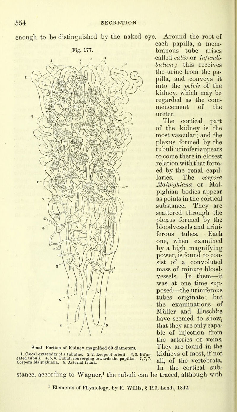 enough to be distinguished by the naked eye. Around the root of each papilla, a mem- branous tv;be arises called calix or infundi- hulum; this receives the urine from the pa- pilla, and conveys it into the pelvis of the kidney, which may be regarded as the com- mencement of the ureter. The cortical part of the kidney is the most vascular; and the plexus formed by the tubuli uriniferi appears to come there in closest relation with that form- ed by the renal capil- laries. The corpora Malpighiana or Mal- pighian bodies appear as points in the cortical substance. They are scattered through the plexus formed by the bloodvessels and urini- ferous tubes. Each one, when examined by a high magnifying power, is found to con- sist of a convoluted mass of minute blood- vessels. In them—it was at one time sup- posed—the uriniferous tubes originate; but the examinations of Mviller and Huschke have seemed to show, that they are only capa- ble of injection from the arteries or veins. They are found in the kidneys of most, if not all, of the vertebrata. In the cortical sub- stance, according to Wagner,' the tubuli can be traced, although with • Elements of Physiology, by R. Willis, § 193, Lond., 1842. Small Portion of Kidney magnified 60 diameters. 1. Caecal extremity of a tubulus. 2, 2. Loops of tubuli. 3,3. Bifur- cated tubuli. 4, a, 6. Tubuli converging towards the papillae. Corpora Malpighiana. 8. Arterial trunk. 7, 7, 7.