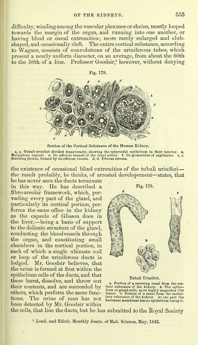 difficulty, winding among the vascular plexuses or skeins, mostly looped towards the margin of the organ, and running into one another, or having blind or ctecal extremities; more rarely enlarged and club- shaped, and occasionally cleft. The entire cortical substance, according to Wagner, consists of convolutions of the uriniferous tubes, which present a nearly uniform diameter, on an average, from about the 60th to the 50th of a line. Professor Goodsir,' however, without denying Fig. 178. Section of the Cortical Substance of the Human Kidney. A, A. Tubnli Tiriniferi divided transversely, showing the spheroidal epithelium in their interior. B. Malpighian capsule, a. Its afferent branch of the renal artery, b. Its glomerulus of capillaries, c, c. Secreting plexus, formed by its efferent vessels, d, d. Fibrous stroma. the existence of occasional blind extremities of the tubuli uriniferi— the result probably, he thinks, of arrested developement—states, that he has never seen the ducts terminate in this way. He has described a J'ig-179. fibro-areolar framework, which, per- vading every part of the gland, and particularly its cortical portion, per- forms the same office in the kidney as the capsule of Glisson does in the liver,—being a basis of support -to the delicate structure of the gland, conducting the bloodvessels through the organ, and constituting small chambers in the cortical portion, in each of which a single ultimate coil or loop of the uriniferous ducts is lodged, Mr. Goodsir believes, that the urine is formed at first within the epithelium cells of the ducts, and that these burst, dissolve, and throw out their contents, and are succeeded by ■others, which perform the same func- tions. The urine of man has not been detected by Mr. Goodsir within the cells, that line the ducts, but he has submitted to the floyal Society Tubnli Uriniferi. A. Portion of a secreting canal from the cor- tical substance of the kidney. B. The epithe- lium or gland-cells, more highly magnified (700 times), c. Portion of a canal from the medul- lary substance of the kidney. At one part the basement membrane has no epithelium lining it. ' Lond. and Edinb. Monthly Journ. of Med. Science, May, 1842.