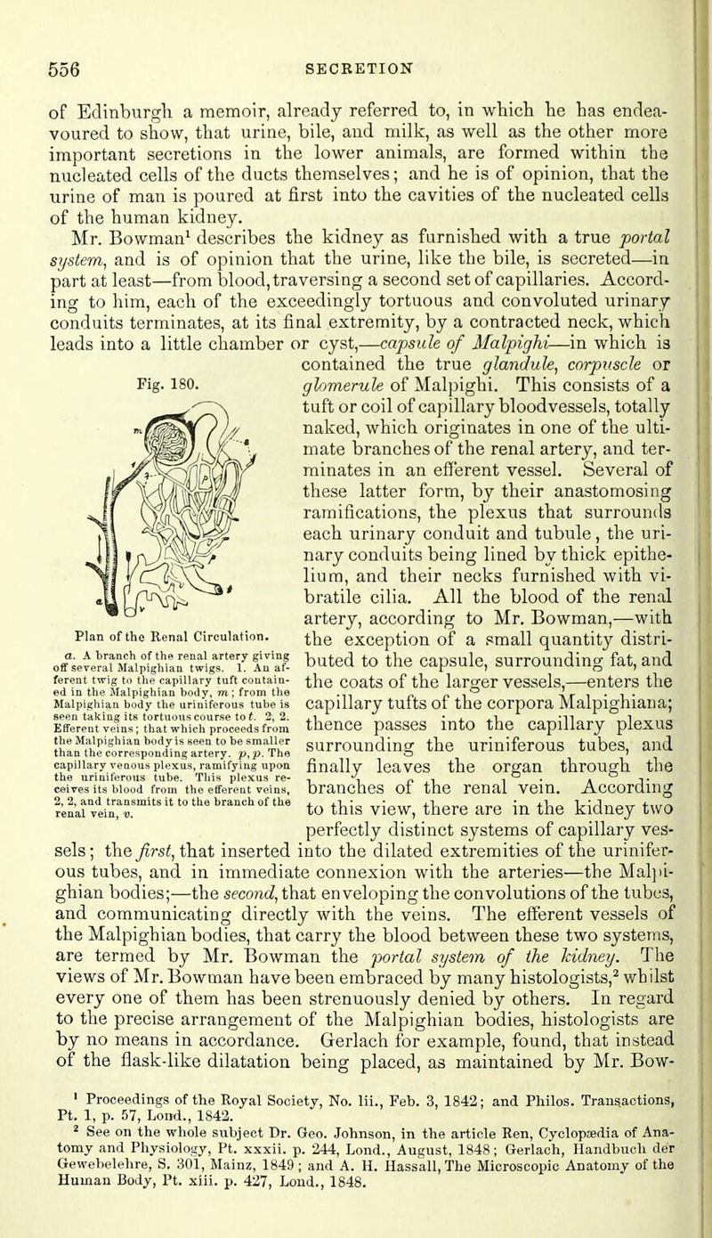 of Edinburgh a memoir, already referred to, in ■which he has endea- voured to show, that urine, bile, and milk, as well as the other more important secretions in the lower animals, are formed within the nucleated cells of the ducts themselves; and he is of opinion, that the urine of man is poured at first into the cavities of the nucleated cells of the human kidney. Mr. Bowman^ describes the kidney as furnished with a true portal S7jstem, and is of opinion that the urine, like the bile, is secreted—in part at least—from blood, traversing a second set of capillaries. Accord- ing to him, each of the exceedingly tortuous and convoluted urinary conduits terminates, at its final extremity, by a contracted neck, which leads into a little chamber or cyst,—capsule of Malpighi—in which is contained the true glandule, corpuscle or glomerule of Malpighi. This consists of a tuft or coil of capillary bloodvessels, totally naked, which originates in one of the ulti- mate branches of the renal artery, and ter- minates in an efferent vessel. Several of these latter form, by their anastomosing ramifications, the plexus that surrounds each urinary conduit and tubule, the uri- nary conduits being lined by thick epithe- lium, and their necks furnished with vi- bratile cilia. All the blood of the renal artery, according to Mr. Bowman,—with the exception of a small quantity distri- buted to the capsule, surrounding fat, and the coats of the larger vessels,—enters the capillary tufts of the corpora Malpighiana; thence passes into the capillary plexus surrounding the uriniferous tubes, and finally leaves the organ through the branches of the renal vein. According to this view, there are in the kidney two perfectly distinct systems of capillary ves- sels ; the first, that inserted into the dilated extremities of the urinifer- ous tubes, and in immediate connexion with the arteries—the Maljii- ghian bodies;—the second, that enveloping the convolutions of the tubes, and communicating directly with the veins. The efferent vessels of the Malpighian bodies, that carry the blood between these two systems, are termed by Mr. TBowman the portal system of the 'kidney. The views of Mr. Bowman have been embraced by many histologists,^ whilst every one of them has been strenuously denied by others. In regard to the precise arrangement of the Malpighian bodies, histologists are by no means in accordance. Gerlach for example, found, that instead of the flask-like dilatation being placed, as maintained by Mr. Bow- Plan of the Renal Circulation. a. A tranch of the renal artery giving off several Malpighian twigs. 1. An af- ferent twig to the capillary tuft contain- ed in the Malpighian body, m; from the Malpighian body the uriniferous tube is seen taking its tortuous course to t. 2, 2. Efferent veins; that which proceeds from the Malpighian body is seen to be smaller than the corresponding artery, p, p. The capillary venous plexus, ramifying upon the uriniferous tube. This plexus re- ceives its blood from the efferent veins, 2, 2, and transmits it to the branch of the renal vein, v. ' Proceedings of the Royal Society, No. lii., Feb. 3, 1842; and Philos. Transactions, Pt. 1, p. 57, Loud., 1842. ^ See on the whole subject Dr. Geo. Johnson, in the article Ren, Cyclopedia of Ana- tomy and Physiology, Pt. xxxii. p. 244, Lond., August, 1848; Gerlach, Ilandbuch der Gewebelehre, S. 301, Mainz, 1849; and A. H. Hassall, The Microscopic Anatomy of the Human Body, Pt. xiii. p. 427, Lend., 1848.