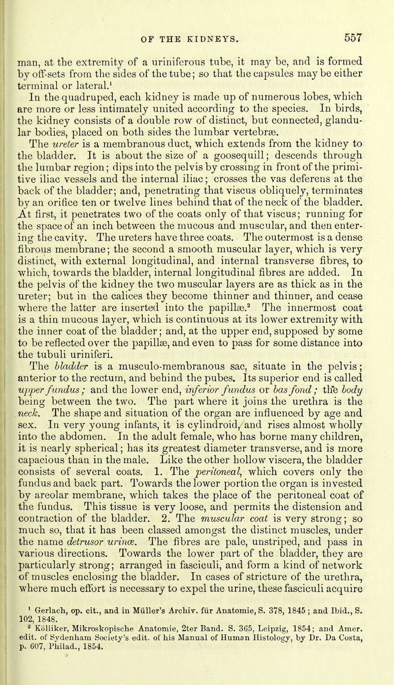 man, at the extremity of a uriniferous tube, it may be, and is formed by off-sets from tlie sides of the tube; so that the capsules maybe either terminal or lateral.' In the quadruped, each kidney is made np of numerous lobes, which are more or less intimately united according to the species. In birds, the kidney consists of a double row of distinct, but connected, glandu- lar bodies, placed on both sides the lumbar vertebree. The ureter is a membranous duct, which extends from the kidney to the bladder. It is about the size of a goosequill; descends through the lumbar region; dips into the pelvis by crossing in front of the primi- tive iliac vessels and the internal iliac; crosses the vas deferens at the back of the bladder; and, penetrating that viscus obliquely, terminates by an orifice ten or twelve lines behind that of the neck of the bladder. At first, it penetrates two of the coats only of that viscus; running for the space of an inch between the mucous and muscular, and then enter- ing the cavity. The ureters have three coats. The outermost is a dense fibrous membrane; the second a smooth muscular layer, which is very distinct, with external longitudinal, and internal transverse fibres, to which, towards the bladder, internal longitudinal fibres are added. In the pelvis of the kidney the two muscular layers are as thick as in the ureter; but in the calices they become thinner and thinner, and cease where the latter are inserted into the papillae.^ The innermost coat is a thin mucous layer, which is continuous at its lower extremity with the inner coat of the bladder; and, at the upper end, supposed by some to be reflected over the papilla, and even to pass for some distance into the tubuli uriniferi. The bladder is a musculo-membranous sac, situate in the pelvis; anterior to the rectum, and behind the pubes. Its superior end is called upper fundus ; and the lower end, inferior fundus or has fond ; th*e body being between the two. The part where it joins the urethra is the neck. The shape and situation of the organ are influenced by age and sex. In very young infants, it is cylindroid, and rises almost wholly into the abdomen. In the adult female, who has borne many children, it is nearly spherical; has its greatest diameter transverse, and is more capacious than in the male. Like the other hollow viscera, the bladder consists of several coats. 1. The peritoneal, which covers only the fundus and back part. Towards the lower portion the organ is invested by areolar membrane, which takes the place of the peritoneal coat of the fundus. This tissue is very loose, and permits the distension and li contraction of the bladder. 2. The muscular coat is very strong; so \ much so, that it has been classed amongst the distinct muscles, under the name detrusor urince. The fibres are pale, unstriped, and pass in various directions. Towards the lower part of the bladder, they are particularly strong; arranged in fasciculi, and form a kind of network I of muscles enclosing the bladder. In cases of stricture of the urethra, \ where much effort is necessary to expel the urine, these fasciculi acquire ' Gerlach, op. cit., and in Miiller's Archiv. fiir Anatomie, S. 378, 1845 ; and Ibid., S. 102, 1848. 1| ^ Kiilliker, Mikroskopische Anatomie, 2ter Band. S. 365, Leipzig, 1854; and Amer. edit, of Sydenham Society's edit, of his Manual of Human Histology, by Dr. Da Costa, p. 607, Philad., 1854.