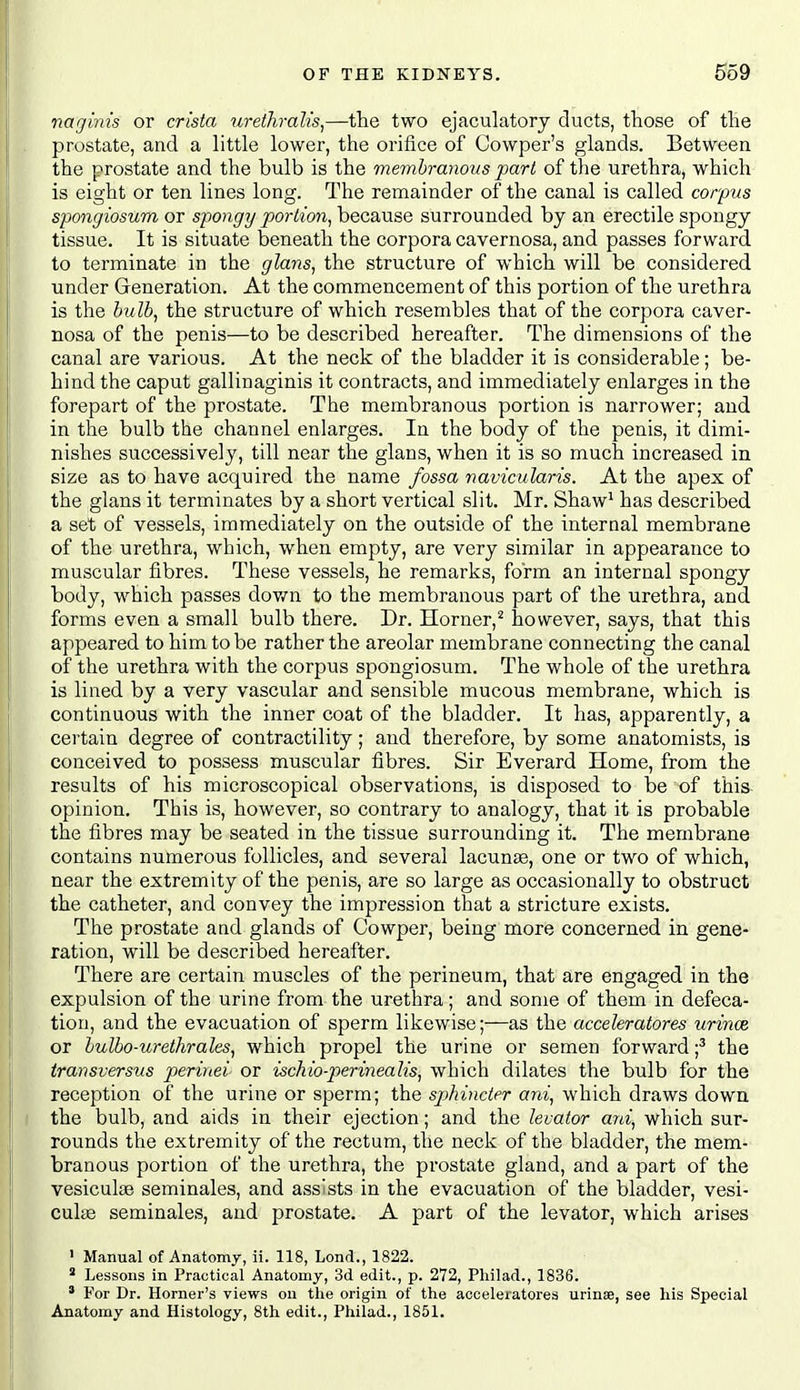 naginis or crista urethralis,—the two ejaculatory ducts, those of the prostate, and a little lower, the orifice of Cowper's glands. Between the prostate and the bulb is the membranous part of the urethra, which is eight or ten lines long. The remainder of the canal is called corpus spongiosum or spongy portion, because surrounded by an erectile spongy tissue. It is situate beneath the corpora cavernosa, and passes forward to terminate in the glans, the structure of which will be considered under Greneration. At the commencement of this portion of the urethra is the bulb, the structure of which resembles that of the corpora caver- nosa of the penis—to be described hereafter. The dimensions of the canal are various. At the neck of the bladder it is considerable; be- hind the caput gallinaginis it contracts, and immediately enlarges in the forepart of the prostate. The membranous portion is narrower; and in the bulb the channel enlarges. In the body of the penis, it dimi- nishes successively, till near the glans, when it is so much increased in size as to have acquired the name fossa navicularis. At the apex of the glans it terminates by a short vertical slit. Mr. Shaw^ has described a set of vessels, immediately on the outside of the internal membrane of the urethra, which, when empty, are very similar in appearance to muscular fibres. These vessels, he remarks, form an internal spongy body, which passes dov/n to the membranous part of the urethra, and forms even a small bulb there. Dr. Horner,^ however, says, that this appeared to him to be rather the areolar membrane connecting the canal of the urethra with the corpus spongiosum. The whole of the urethra is lined by a very vascular and sensible mucous membrane, which is continuous with the inner coat of the bladder. It has, apparently, a certain degree of contractility; and therefore, by some anatomists, is conceived to possess muscular fibres. Sir Everard Home, from the results of his microscopical observations, is disposed to be of this- opinion. This is, however, so contrary to analogy, that it is probable the fibres may be seated in the tissue surrounding it. The membrane contains numerous follicles, and several lacunas, one or two of which, near the extremity of the penis, are so large as occasionally to obstruct the catheter, and convey the impression that a stricture exists. The prostate and glands of Cowper, being more concerned in gene- ration, will be described hereafter. There are certain muscles of the perineum, that are engaged in the expulsion of the urine from the urethra; and some of them in defeca- tion, and the evacuation of sperm likewise;—as the acceleratores urince or bulbo-urethrales, which propel the urine or semen forward f the transversals perinei or ischio-perineah's, which dilates the bulb for the reception of the urine or sperm; the sphincter ani, which draws down the bulb, and aids in their ejection; and the levator ani, which sur- rounds the extremity of the rectum, the neck of the bladder, the mem- branous portion of the urethra, the prostate gland, and a part of the vesiculse seminales, and assists in the evacuation of the bladder, vesi- culas seminales, and prostate, A part of the levator, which arises ' Manual of Anatomy, ii. 118, Lond., 1822.  Lessons in Practical Anatomy, 3d edit., p. 272, Pliilad., 1836. ' For Dr. Horner's views on the origin of the acceleratores urinse, see his Special Anatomy and Histology, 8th edit., Philad., 1851.