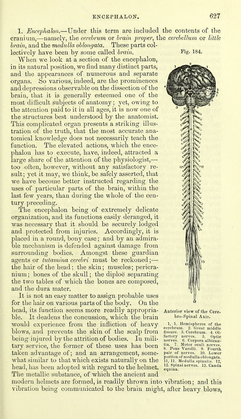 Fig. 184. 1. Encephahn.—Under this term are included the contents of the cranium,—namely, the cerebrum or h-ain jji-oper, the cerebellum or little brain, and the medulla oblongata. These parts col- lectively have been by some called brain. When we look at a section of the encephalon, in its natural position, we find many distinct parts, and the appearances of numerous and separate organs. So various, indeed, are the prominences and depressions observable on the dissection of the brain, that it is generally esteemed one of the most difficult subjects of anatomy; yet, owing to the attention paid to it in all ages, it is now one of the structures best understood by the anatomist. This complicated organ presents a striking illus- tration of the truth, that the most accurate ana- tomical knowledge does not necessarily teach the function. The elevated actions, which the ence- phalon has to execute, have, indeed, attracted a large share of the attention of the physiologist,— too often, however, without any satisfactory re- sult; yet it may, we think, be safely asserted, that we have become better instructed regarding the uses of particular parts of the brain, within the last few years, than during the whole of the cen- tury preceding. The encephalon being of extremely delicate organization, and its functions easily deranged, it was necessary that it should be securely lodged, and protected from injuries. Accordingly, it is placed in a round, bony case; and by an admira- ble mechanism is defended against damage from surrounding bodies. Amongst these guardian agents or iutamina cerebri must be reckoned;— the hair of the head; the skin; muscles; pericra- nium; bones of the skull; the diploe separating the two tables of which the bones are composed, and the dura mater. It is not an easy matter to assign probable uses for the hair on various parts of the body. On the head, its function seems more readily appropria- ble. It deadens the concussion, which the brain Avould experience from the infliction of heavy blows, and prevents the skin of the scalp from being injured by the attrition of bodies. In mili- tary service, the former of these uses has been taken advantage of; and an arrangement, some- what similar to that which exists naturally on the head, has been adopted with regard to the helmet. The metallic substance, of which the ancient and modern helmets are formed, is readily thrown into vibration; and this vibration being communicated to the brain might, after heavy blows, Anterior view of the Cere- bro-Spinal Axis. 1, 1. Hemispheres of the cerebrum. 2. Great middle fissure. 3. Cerebrum. 4. Ol- factory uerves. 6. Optic nerves. 6. Corpora albican- tia. 7. Motor oculi nerves. 8. Pons Varolii. 9. Fourth pair of nerves. 10. Lower portion of medulla oblongata. 11,11. Medulla spinalis. 12, 12. Spinal nerves. 13. Cauda equina.