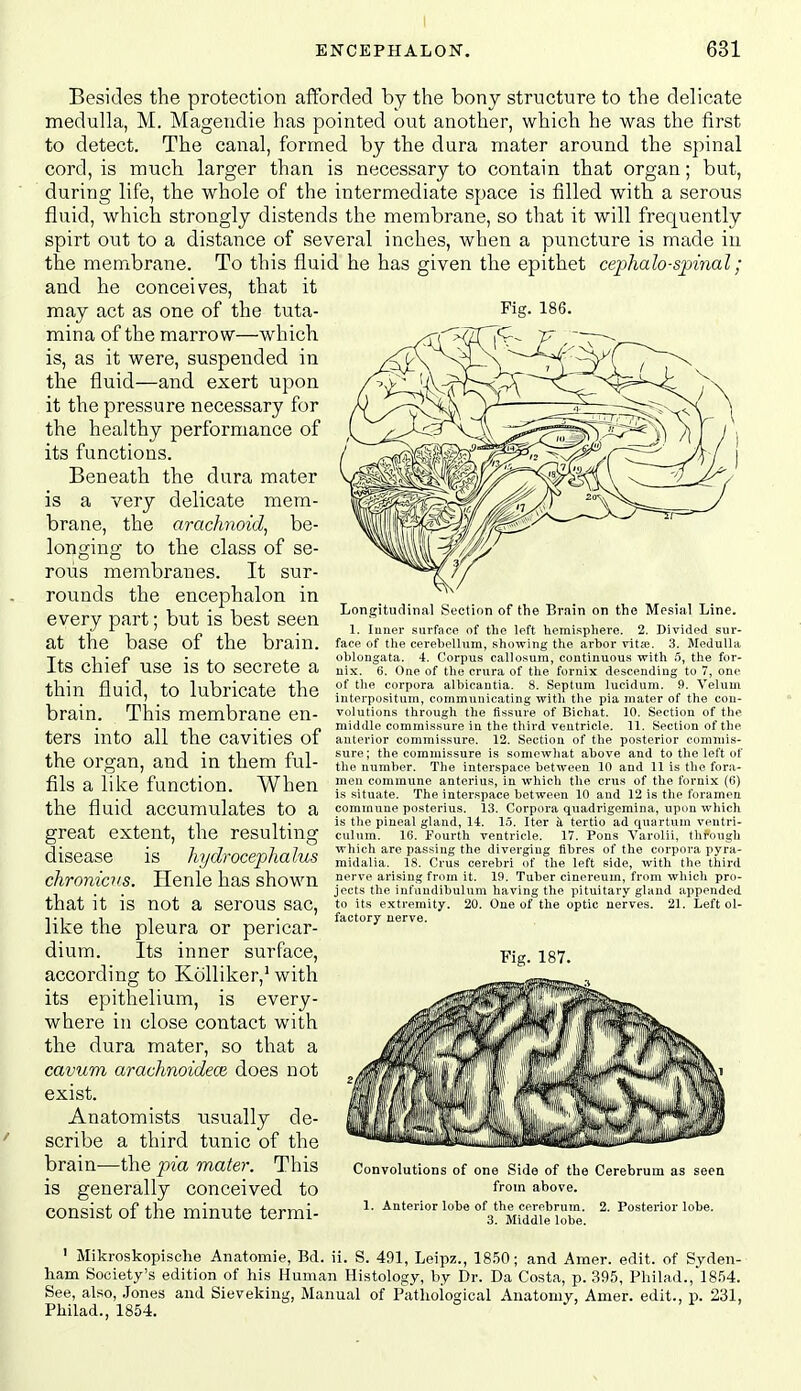 I ENCEPHALON. 631 Besides the protection afforded by the bony structure to the delicate medulla, M. Magendie has pointed out another, which he was the first to detect. The canal, formed by the dura mater around the spinal cord, is much larger than is necessary to contain that organ; but, during life, the whole of the intermediate space is filled with a serous fluid, which strongly distends the membrane, so that it will frequently spirt out to a distance of several inches, when a puncture is made in the membrane. To this fluid he has given the epithet cephalo-spinal ; and he conceives, that it may act as one of the tuta- Fig- 186. mina of the marrow—which is, as it were, suspended in the fluid—and exert upon it the pressure necessary for the healthy performance of its functions. Beneath the dura mater is a very delicate mem- brane, the arachnoid, be- longing to the class of se- rous membranes. It sur- rounds the encephalon in every part; but is best seen at the base of the brain. Its chief use is to secrete a thin fluid, to lubricate the brain. This membrane en- ters into all the cavities of the organ, and in them ful- fils a like function. When the fluid accumulates to a great extent, the resulting disease is hydrocephalus chroniciis. Ilenle has shown that it is not a serous sac, like the pleura or pericar- dium. Its inner surface, according to Kcilliker,' with its epithelium, is every- where in close contact with the dura mater, so that a cavum arachnoidece does not exist. Anatomists usually de- scribe a third tunic of the brain—the pta mater. This Convolutions of one Side of the Cerebrum as seen is generally conceived to from above, consist of the minute termi- ^- °y^ndd^e ire'. ^' Longitudinal Section of the Brain on the Mesial Line. 1. luner surface of the left hemisphere. 2. Divided sur- face of the cerehellum, showing the arbor vita;. 3. Medulla oblongata. 4. Corpus callosum, continuous with fl, the for- nix. 6. One of the crura of the fornix descending to 7, one of the corpora albicantia. 8. Septum lucidum. 9. Velum interpositum, communicating with the pia mater of the con- volutions through the fissure of Bichat. 10. Section of the middle commissure in the third ventricle. 11. Section of the anterior commissure. 12. Section of the posterior commis- sure; the commissure is somewhat above and to the left of the numVier. The interspace between 10 and 11 is the fora- men commune anterius, in which the crus of the fornix (6) is situate. The interspace between 10 and 12 is the foramen commune posterius. 13. Corpora quadrigemina, upon whicli is the pineal gland, 14. lo. Iter it tertio ad quartuni ventri- culnm. 16. Fourth ventricle. 17. Pons Varolii, through which are passing the diverging fibres of the corpora pyra- midalia. 18. Crus cerebri of the left side, with the third nerve arising from it. 19. Tuber cinereum, from which pro- jects the iufundibulum having the pituitary gland appended to its extremity. 20. One of the optic nerves. 21. Left ol- factory nerve. Fig. 187. ' Mikroskopische Anatomie, Bd. ii. S. 491, Leipz., 1850; and Amer. edit, of Syden- ham Society's edition of his Human Histology, by Dr. Da Costa, p. 395, Philad., 1854. See, also, Jones and Sieveking, Manual of Pathoiogical Anatomy, Amer. edit., p. 231, Philad., 1854.