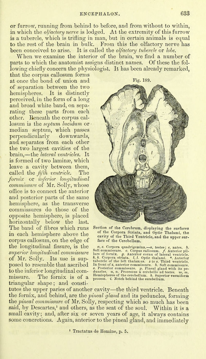 or furrow, running from behind to before, and from without to within, in which the olfactory nerve is lodged. At the extremity of this furrow is a tubercle, which is trifling in man, but in certain animals is equal to the rest of the brain in bulk. From this the olfactory nerve has been conceived to arise. It is called the olfactory tubercle or lobe. When we examine the interior of tlie brain, we find a number of parts to which the anatomist assigns distinct names. Of these the fol- lowing chiefly concern the physiologibt. It has been already remarked, that the corpus callosum forms at once the bond of union and Fig-189- of separation between the two hemispheres. It is distinctly perceived, in the form of a long and broad white band, on sepa- rating these parts from each other. Beneath the corpus cal- losum is the septum lucidum or median septum, which passes perpendicularly downwards, and separates from each other the two largest cavities of the brain,—the lateral ventricles. It is formed of two laminae, which leave a cavity between them, called the fifth ventricle. The fornix or inferior longitudinal commissure of Mr. Solly, whose office is to connect the anterior and posterior parts of the same hemisphere, as the transverse commissures do those of the opposite hemisphere, is placed horizontally below the last. The band of fibres which runs in each hemisphere above the corpus callosum, on the edge of the longitudinal fissure, is the superior lorigitudinal commissure of Mr. Solly. Its use is sup- posed to resemble that ascribed to the inferior longitudinal com- missure. The fornix is of a triangular shape; and consti- tutes the upper paries of another cavity—the third ventricle. Beneath the fornix, and behind, are the pineal gland and its peduncles, forming the pineal commissure of Mr. Solly, respecting which so much has been said, by Descartes, and others, as the seat of the soul. Within it is a small cavity; and, after six or seven years of age, it always contains some concretions. Again, anterior to the pineal gland, and immediately Section of the Cerebrum, displaying the surfaces of the Corpora Striiita, and Optic Thalami, the cavity of the Third Ventricle, and the upper sur- face of the Cerebellum. a, e. Corpora quadrigemina,—a, testes; e, nates. 5. Soft commissure, c. Corpus callosum. /. Anterior pil- lars of fornix, g. Anterior cornu of lateral ventricle, fc, k. Corpora striata. I, I. Optic thalami. * Anterior tubercle of the left thalamus. 2 to s. Third ventricle. In front of 2, anterior commissure, b. Soft commissure. s. Posterior commissure, p. Pineal gland with its pe- duncles. M, n. Processus a cerebello ad testes, m, m. Hemispheres of the cerebellum, h. Superior vermiform process, i. Notch behind the cerebellum. Tractatus de Homine, p. 5.