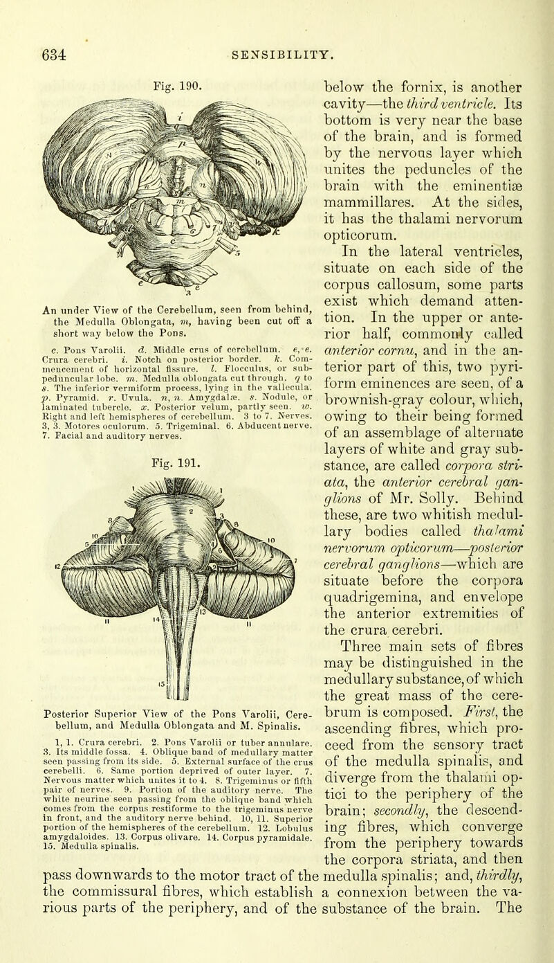 Fig. 190. An under View of the Cerebellum, seen from bchinrl, the Medulla Oblongata, m, having been cut off a short way below the Pons. c. Pons Varolii. Middle cms of cerebellum. e, e. Crura cerebri, i. Notch on po.sterior border, t. Com- mencement of horizontal fissure. I. Flocculus, or sub- peduncular lobe. m. Medulla oblongata cut through, q to s. The inferior vermiform process, lying in the vallecula. p. Pyramid, r. Uvula, n, n. Amygdala;, s. Nodule, or laminated tubercle, x. Posterior velum, partly seen. w. Right and left hemispheres of cerebellum. 3 to 7. Nerves. 3, 3. Motores oculorum. 5. Trigeminal. 6. Abducent nerve. 7. Facial and auditory nerves. Fig. 191. Posterior Superior View of the Pons Varolii, Cere- bellum, and Medulla Oblongata and M. Spinalis. 1,1. Crura cerebri. 2. Pons Varolii or tuber annulare. S. Its middle fossa. 4. Oblique band of medullary matter seen passing from its side. o. External surface of the crus cerebelli. 6. Same portion deprived of outer layer. 7. Nervous matter which unites it to 4. 8. Trigeminus or fifth pair of nerves. 9. Portion of the auditory nerve. The white neurine seen passing from the oblique band which comes from the corpus restiforme to the trigeminus nerve in front, and the auditory nerve behind. 10, 11. Superior portion of the hemispheres of the cerebellum. 12. Lobulus amygdaloides. 13. Corpus olivare. 14. Corpus pyramidale. 13. Medulla spinalis. pass downwards to the motor tract of the the commissural fibres, which establish rious parts of the periphery, and of the below the fornix, is another cavity—the third ventricle. Its bottom is very near the base of the brain, and is formed by the nervous layer which unites the peduncles of the brain with the eminentiae mammillares. At the sides, it has the thalami nervorum opticorum. In the lateral ventricles, situate on each side of the corpus callosum, some parts exist which demand atten- tion. In the upper or ante- rior half, commonly called anterior cornu, and in the an- terior part of this, two pyri- form eminences are seen, of a brownish-gray colour, which, owing to their being formed of an assemblage of alternate layers of white and gray sub- stance, are called corpora stri- ata, the anterior cerebral (jan- glions of Mr. Solly. Behind these, are two whitish medul- lary bodies called thalami nervorum opticorum—posterior cerebral ganglions—which are situate before the corpora quadrigemina, and envelope the anterior extremities of the crura cerebri. Three main sets of fibres may be distinguished in the medullary substance, of which the great mass of the cere- brum is composed. Mrst, the ascending fibres, which pro- ceed from the sensory tract of the medulla spinalis, and diverge from the thalami op- tici to the periphery of the brain; secondly, the descend- ing fibres, which converge from the periphery towards the corpora striata, and then medulla spinalis; and, thirdly, a connexion between the va- substance of the brain. The