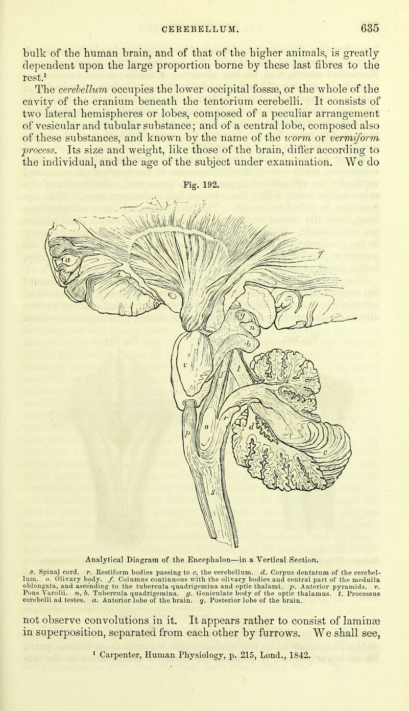 bulk of the human brain, and of that of the higher animals, is greatly dependent upon the large proportion borne by these last fibres to the rest.* The cerebellum occupies the lower occipital fosste, or the whole of the cavity of the cranium beneath the tentorium cerebelli. It consists of two lateral hemispheres or lobes, composed of a peculiar arrangement of vesicular and tubular substance; and of a central lobe, composed also of these substances, and known by the name of the ivorm or vermiform process. Its size and weight, like those of the brain, differ according to the individual, and the age of the subject under examination. We do Fig. 192. Analytical Diagram of the Encephalon—in a Vertical Section. .9. Spinal cord. r. Eestiform bodies passing to e, the cerebellum, d. CorpiTs dentatum of the cerebel- lum, o. Olivary body. /. Columns continuous 'with the olivary bodies and central part of the medulla oblongata, and ascending to the tubercula quadrigemina and optic thalami. p. Anterior pyramids, v. Pons Varolii, n, b. Tubercula quadrigemina. g. Geniculate body of the optic thalamus, t. Processus cerebelli ad testes, a. Anterior lobe of the brain, q. Posterior lobe of the brain. not observe convolutions in it. It appears rather to consist of laminte in superposition, separated from each other by furrows. We shall see, ' Carpenter, Human Physiology, p. 215, Lond., 1842.