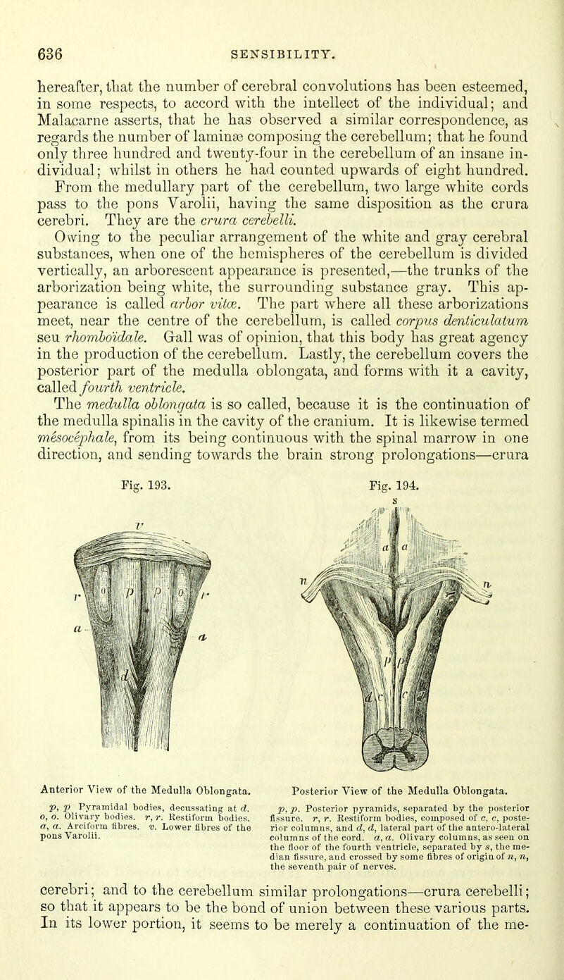 hereafter, tliat the number of cerebral convolutions has been esteemed, in some respects, to accord with the intellect of the individual; and Malacarne asserts, that he has observed a similar correspondence, as regards the number of laminas composing the cerebellum; that he found only three hundred and twenty-four in the cerebellum of an insane in- dividual ; whilst in others he had counted upwards of eight hundred. From the medullary part of the cerebellum, two large white cords pass to the pons Varolii, having the same disposition as the crura cerebri. They are the crura cerehelli. Owing to the peculiar arrangement of the white and gray cerebral substances, when one of the hemispheres of the cerebellum is divided vertically, an arborescent appearance is presented,—the trunks of the arborization being white, the surrounding substance gray. This ap- pearance is called nrhor vitce. The part where all these arborizations meet, near the centre of the cerebellum, is called corpus denticulatum seu rhomho'idale. Gall was of opinion, that this body has great agency in the production of the cerebellum. Lastly, the cerebellum covers the posterior part of the medulla oblongata, and forms with it a cavity, called fourth ventricle. The medulla ohloncjata is so called, because it is the continuation of the medulla spinalis in the cavity of the cranium. It is likewise termed mesocephale, from its being continuous with the spinal marrow in one direction, and sending towards the brain strong prolongations—crura Fig. 193. Fig. 194. s Anterior View of the Medulla Oblongata. Posterior View of the Medulla Oblongata. p, p Pyramidal bodies, decussating at d. p, p. Posterior pyramids, separated by the posterior 0, 0. Olivary bodies, r, r. Restiform bodies. fissure, r, r. Re-stiforra bodies, composed of e, c, poste- a, a. Arciform fibres, v. Lower fibres of the rior columns, and d, d, lateral part of the antero-lateral pons Varolii. columns of the cord, a, a. Olivary columns, as seen on the floor of the fourth ventricle, separated by s, the me- dian fissure, and crossed by some fibres of origin of n, n, the seventh pair of nerves. cerebri; and to the cerebellum similar prolongations—crura cerebelli; so that it appears to be the bond of union between these various parts. In its lower portion, it seems to be merely a continuation of the me-