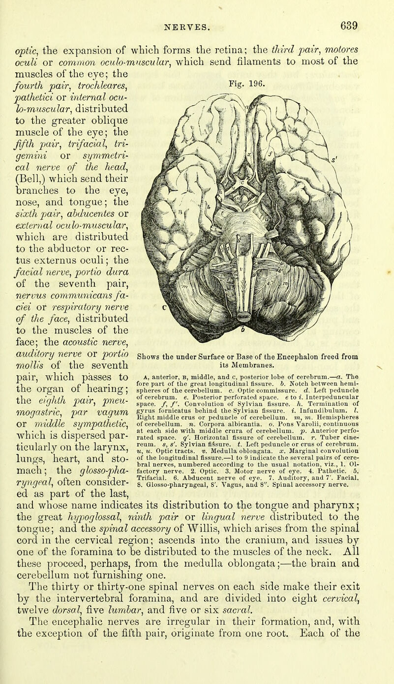 optic^ the expansion of which forms the retina; the tJdrd pair^ motores oculi or common ocuh-mnscular, which send filaments to most of the muscles of the eye; the fourth pair, trochleares, patheiici or internal ocu- lo-muscular, distributed to the greater oblique muscle of the eye; the fifth pair, trifacial, tri- gemini or symmetri- cal nerve of the head, (Bell,) which send their branches to the eye, nose, and tongue; the sixth jjair, ahducentes or external oculo-muscular, which are distributed to the abductor or rec- tus externus oculi; the facial nerve, portio dura of the seventh pair, nervus communicans fa- ciei or respiratory nerve of the face, distributed to the muscles of the face; the acoustic nerve, auditory nerve or portio mollis of the seventh pair, which passes to the organ of hearing; the eighth mogastric, or Shows the under Surface or Base of the Encephalon freed from its Membranes. A, anterior, b, middle, and c, posterior lobe of cerebrum.—a. The fore part of the great longitudinal fissure, b. Notch between hemi- spheres of the cerebellum, c. Optic commissure, d. Left peduncle of cerebrum, e. Posterior perforated space, e to t. Interpeduncular space. /, /'. Convolution of Sylvian fissure, h. Termination of gyrus fornicatus behind the Sylvian fissure, i. Infuudibulum. I. Kight middle crus or peduncle of cerebellum, m, m. Hemispheres of cerebellum, to. Corpora albicantia. o. Pons Varolii, continuous at each side with middle crura of cerebellum, p. Anterior perfo- rated space, q'. Horizontal fissure of cerebellum, r. Tuber cine- reum. s, s'. Sylvian fissure, t. Left peduncle or crus of cerebrum. u, u. Optic tracts, v. Medulla oblongata, x. Marginal convolution of the longitudinal fissure.—1 to 9 indicate the several pairs of cere- bral nerves, numbered according to the usual notation, viz., 1. Ol- factory nerve. 2. Optic. 3. Motor nerve of eye. 4. Pathetic. 5. Trifacial. 6. Abducent nerve of eye. 7. Auditory, and 7'. Facial. 8. Glosso-pharyngeal, 8'. Vagus, and 8. Spinal accessary nerve. pair, pneu- par vagum middle sympathetic, which is dispersed par- ticularly on the larynx, lungs, heart, and sto- mach ; the glosso-p)ha- ryngeal, often consider- ed as part of the last, and whose name indicates its distribution to the tongue and pharynx; the great hypoglossal, ninth pair or lingual nerve distributed to the tongue; and the spinal accessory of Willis, which arises from the spinal cord in the cervical region; ascends into the cranium, and issues by one of the foramina to be distributed to the muscles of the neck. All these proceed, perhaps, from the medulla oblongata;—the brain and cerebellum not furnishing one. The thirty or thirty-one spinal nerves on each side make their exit by the intervertebral foramina, and are divided into eight cervical, twelve dorsal, five lumbar, and five or six sacral. The encephalic nerves are irregular in their formation, and, with the exception of the fifth pair, originate from one root. Each of the