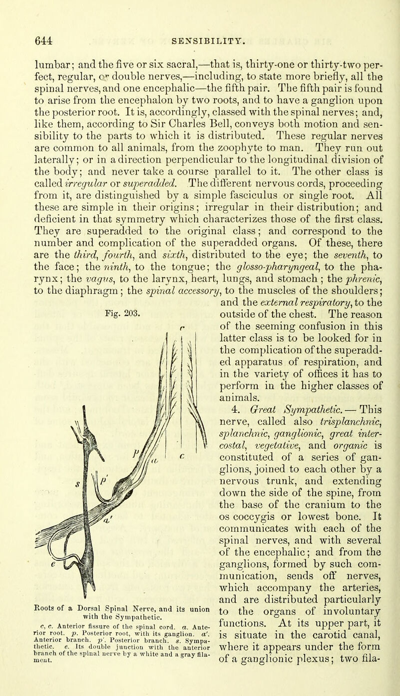 lumbar; and the five or six sacral,—that is, thirty-one or thirty-two per- fect, regular, c double nerves,—including, to state more briefly, all the spinal nerves, and one encephalic—the fifth pair. The fifth pair is found to arise from the encephalon by two roots, and to have a ganglion upon the posterior root. It is, accordingly, classed with the spinal nerves; and, like them, according to Sir Charles Bell, conveys both motion and sen- sibility to the parts to which it is distributed. These regular nerves are common to all animals, from the zoophyte to man. They run out laterally; or in a direction perpendicular to the longitudinal division of the body; and never take a course parallel to it. The other class is called irregular or superadded. The different nervous cords, proceeding from it, are distinguished by a simple fasciculus or single root. All these are simple in their origins; irregular in their distribution; and deficient in that symmetry which characterizes those of the first class. They are superadded to the original class; and correspond to the number and complication of the superadded organs. Of these, there are the third, fourth, and sixth, distributed to the eye; the seventh, to the face; ih.Q ninth, to the tongue; the glosso-pharyngeal, to the pha- rynx; the vagvs, to the larynx, heart, lungs, and stomach ; the phrenic, to the diaphragm ; the spinal accessory, to the muscles of the shoulders; and the external respiratory, to the Fig. 203. Roots of a Dorsal Spinal Nerre, and its union with the Sympathetic, c, c. Anterior fissure of tlie spinal cord. a. Ante- rior root. p. Posterior root, with its ganglion, a'. Anterior branch, p'. Posterior branch, s. Sympa- thetic, e. Its double junction with the anterior branch of the spinal nerve by a white and a gray flla- meut. outside of the chest. The reason of the seeming confusion in this latter class is to be looked for in the complication of the superadd- ed apparatus of respiration, and in the variety of offices it has to perform in the higher classes of animals. 4. Great Sympathetic. — This nerve, called also trisplanchnic, splanchnic, ganglionic, great inter- costal, vegetative, and organic is constituted of a series of gan- glions, joined to each other by a nervous trunk, and extending down the side of the spine, from the base of the cranium to the OS coccygis or lowest bone. It communicates with each of the spinal nerves, and with several of the encephalic; and from the ganglions, formed by such com- munication, sends off' nerves, which accompany the arteries, and are distributed particularly to the organs of involuntary functions. At its upper part, it is situate in the carotid canal, where it appears under the form of a ganglionic plexus; two fila-