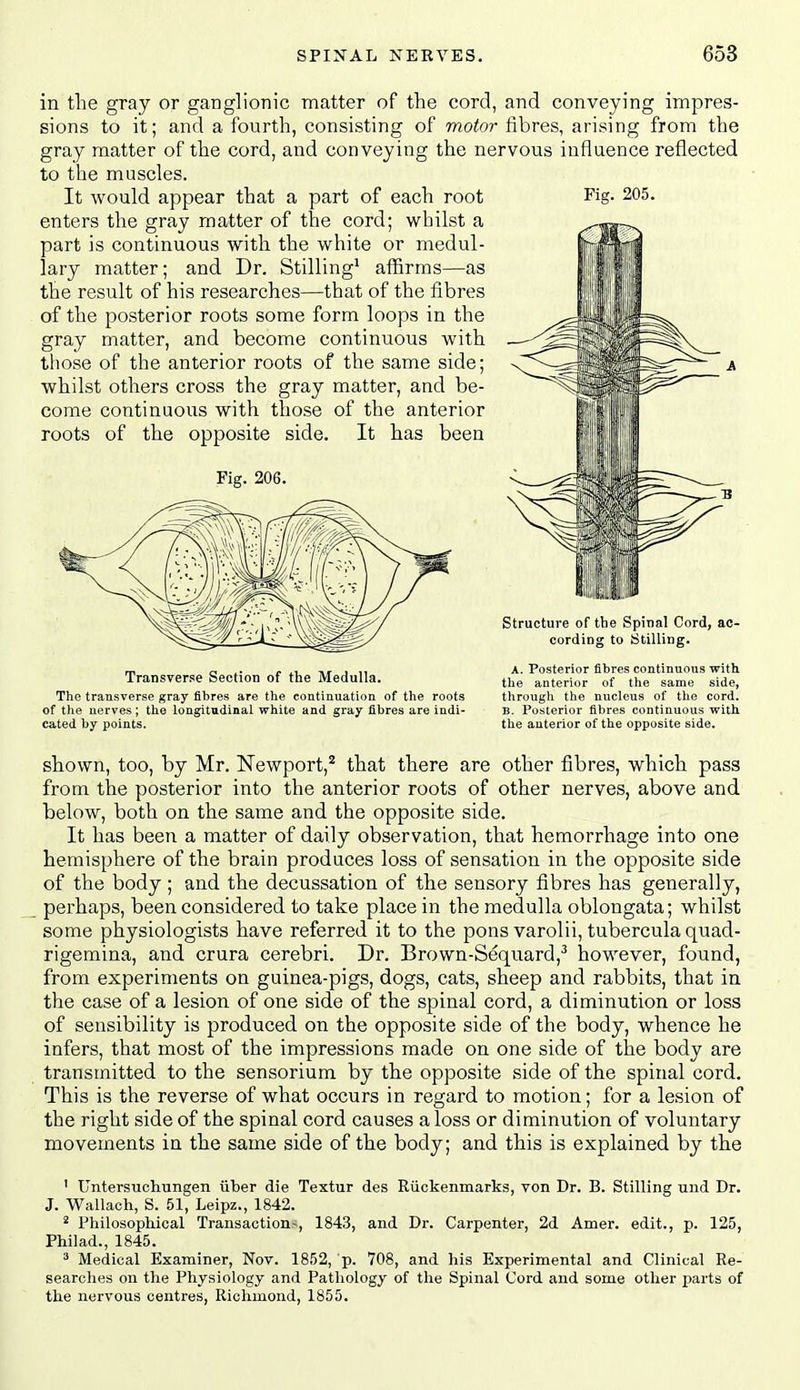 Fig. 205. in the gray or ganglionic matter of the cord, and conveying impres- sions to it; and a fourth, consisting of motor fibres, arising from the gray matter of the cord, and conveying the nervous influence reflected to the muscles. It would appear that a part of each root enters the gray matter of the cord; whilst a part is continuous with the white or medul- lary matter; and Dr. Stilling' affirms—as the result of his researches—that of the fibres of the posterior roots some form loops in the gray matter, and become continuous with those of the anterior roots of the same side; whilst others cross the gray matter, and be- come continuous with those of the anterior roots of the opposite side. It has been Fig. 206. Transverse Section of the Medulla. The transverse #?ray fibres are the continuation of the roots of the nerves ; the longitudinal white and gray iibres are indi- cated by points. Structure of the Spinal Cord, ac- cording to Stilling. A. Posterior fibres continuous with the anterior of the same side, tlirough the nucleus of the cord. B. Posterior fibres continuous with the anterior of the opposite side. shown, too, by Mr. Newport,* that there are other fibres, which pass from the posterior into the anterior roots of other nerves, above and below, both on the same and the opposite side. It has been a matter of daily observation, that hemorrhage into one hemisphere of the brain produces loss of sensation in the opposite side of the body ; and the decussation of the sensory fibres has generally, perhaps, been considered to take place in the medulla oblongata; whilst some physiologists have referred it to the pons varolii, tubercula quad- rigemina, and crura cerebri. Dr. Brown-Sequard,^ however, found, from experiments on guinea-pigs, dogs, cats, sheep and rabbits, that in the case of a lesion of one side of the spinal cord, a diminution or loss of sensibility is produced on the opposite side of the body, whence he infers, that most of the impressions made on one side of the body are transmitted to the sensorium by the opposite side of the spinal cord. This is the reverse of what occurs in regard to motion; for a lesion of the right side of the spinal cord causes a loss or diminution of voluntary movements in the same side of the body; and this is explained by the ' UntersTichungen iiber die Textur des Riickenmarks, von Dr. B. Stilling und Dr. J. Wallach, S. 51, Leipz., 1842. ^ Philosophical Transaction-^, 1843, and Dr. Carpenter, 2d Amer. edit., p. 125, Philad., 1845. ^ Medical Examiner, Nov. 1852, p. 708, and his Experimental and Clinical Re- searches on the Physiology and Pathology of the Spinal Cord and some other parts of the nervous centres, Richmond, 1855.