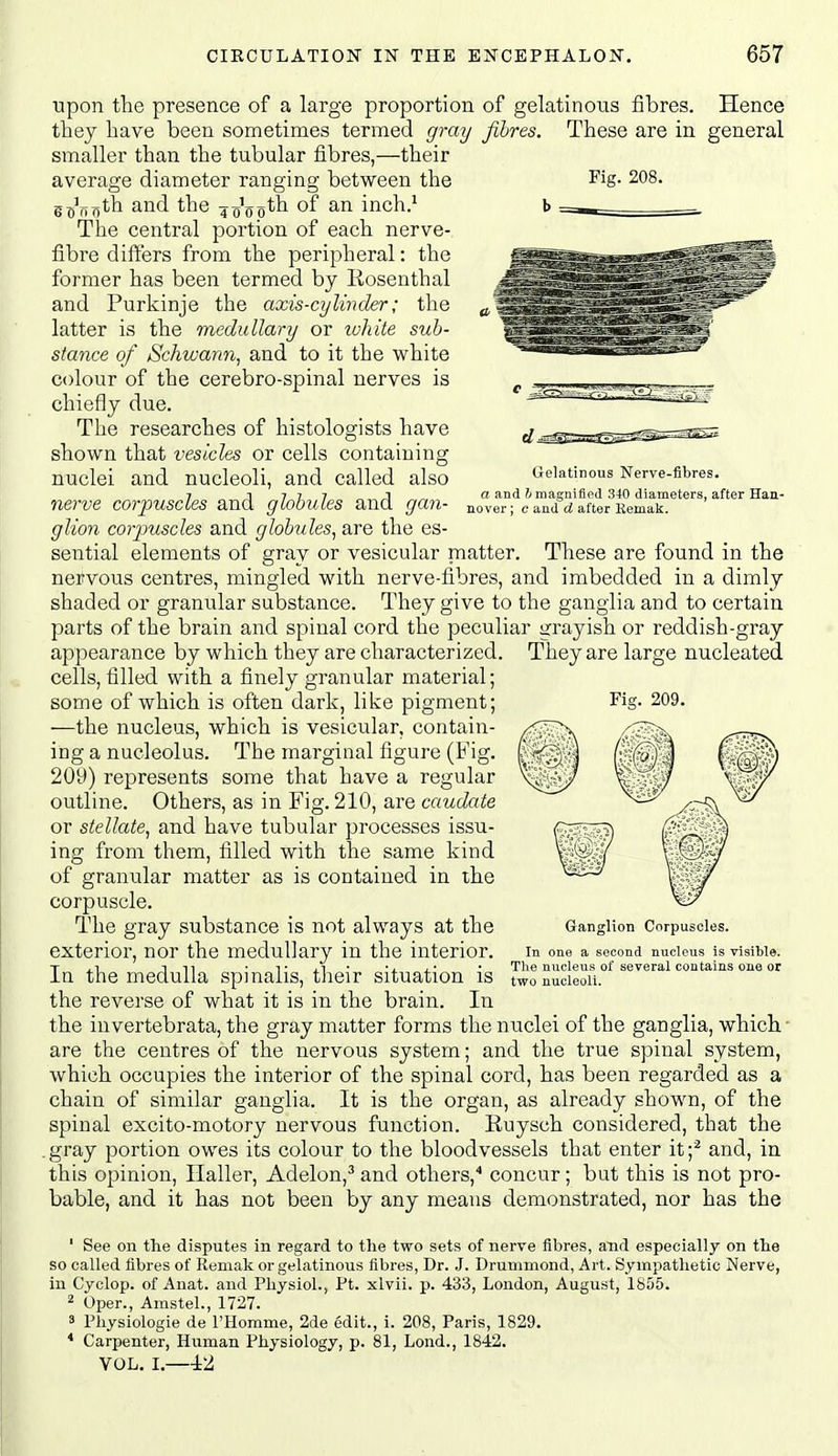 Gelatinous Nerve-fibres. a and 5magnified 340 diameters, after Han- nover ; e and d after Kemak. Fiff. 209. ■upon the presence of a large proportion of gelatinous fibres. Hence they have been sometimes termed gray fibres. These are in general smaller than the tubular fibres,—their average diameter ranging between the Fig- 208. g^^Tioth and the 4 oVo*^ ^ inch.^ h -—. The central portion of each nerve- fibre differs from the peripheral: the former has been termed by Rosenthal and Purkinje the axis-cylinder; the latter is the medullary or tvhite sub- stance of Schwann^ and to it the white colour of the cerebro-spinal nerves is chiefly due. The researches of histologists have shown that vesicles or cells containing nuclei and nucleoli, and called also nerve corpuscles and globules and gan- glion corpuscles and globules^ are the es- sential elements of gray or vesicular matter. These are found in the nervous centres, mingled with nerve-fibres, and imbedded in a dimly shaded or granular substance. They give to the ganglia and to certain parts of the brain and spinal cord the peculiar grayish or reddish-gray appearance by which they are characterized. They are large nucleated cells, filled with a finely granular material; some of which is often dark, like pigment; —the nucleus, which is vesicular, contain- ing a nucleolus. The marginal figure (Fig. 209) represents some that have a regular outline. Others, as in Fig. 210, are caudate or stellate^ and have tubular processes issu- ing from them, filled with the same kind of granular matter as is contained in the corpuscle. The gray substance is not always at the exterior, nor the medullary in the interior. In the medulla spinalis, their situation is the reverse of what it is in the brain. In the iuvertebrata, the gray matter forms the nuclei of the ganglia, which, are the centres of the nervous system; and the true spinal system, which occupies the interior of the spinal cord, has been regarded as a chain of similar ganglia. It is the organ, as already shown, of the spinal excito-motory nervous function. Ruysch considered, that the .gray portion owes its colour to the bloodvessels that enter it;^ and, in this opinion, Ilaller, Adelon,^ and others,'' concur ; but this is not pro- bable, and it has not been by any means demonstrated, nor has the ' See on the disputes in regard to the two sets of nerve fibres, and especially on the so called fibres of Remak or gelatinous fibres, Dr. J. Drummond, Art. Sympatlietic Nerve, in Cyclop, of Auat. and Physiol., Pt. xlvii. p. 433, London, August, 1855. 2 Oper., Amstel., 1727. 3 Physiologie de I'Homme, 2de edit., i. 208, Paris, 1829. * Carpenter, Human Physiology, p. 81, Lond., 1842. VOL, I.—-±2 Ganglion Corpuscles. In one a second nucleus is visible. The nucleus of several contains one or two nucleoli.