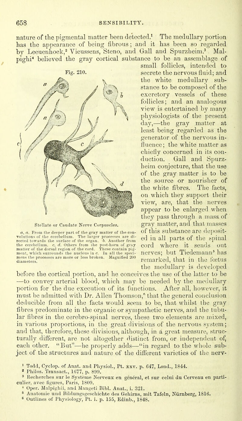 Hcature of the pigmental matter been detected.^ The medullary portion has the appearance of being fibrous; and it has been so regarded by Leeuenhoek,^ Vieussens, Steno, and Gall and Spurzheim.^ Mal- ffhi^ believed the 210 gray cortical substance to be an assemblage of small follicles, intended to secrete the nervous fluid; and the white medullary sub- stance to be composed of the excretory vessels of these follicles; and an analogous view is entertained by many physiologists of the present day,—the gray matter at least being regarded as the generator of the nervous in- fluence; the white matter as chiefly concerned in its con- duction. Gall and Spurz- heim conjecture, that the use of the gray matter is to be the source or nourisher of the white fibres. The facts, on which they support their view, are, that the nerves appear to be enlarged when they pass through a mass of gray matter, and that masses of this substance are deposit- ed in all parts of the spinal cord where it sends out nerves; but Tiedemann' has remarked, that in the i'oetus the medullary is developed before the cortical portion, and he conceives the use of the latter to be —to convey arterial blood, which may be needed by the medullary portion for the due execution of its functions. After all, however, it must be admitted with Dr. Allen Thomson,'^ that the general conclusion deducible from all the facts would seem to be, that whilst the gray fibres predominate in the organic or sympathetic nerves, and the tubu- lar fibres in the cerebro-spinal nerves, these two elements are mixed, in various proportions, in the great divisions of the nervous system; and that, therefore, these divisions, although, in a great measure, struc- turally different, are not altogether distinct from, or independent of, each other. But—he properly adds—in regard to the whole sub- ject of the structures and nature of the different varieties of the nerv- ' Todd, Cyclop, of Anat. and Physiol., Pt. xxv. p. 647, Lond., 1844. 2 Philos. Transact., 1677, p. 899. ^ Recherches sur le Systerae Nerveux en general, et sur celui du Cerveau en parti- culier, avec figures, Paris, 1809. Oper. Malpiphii, and Mangeti Bibl. Anat., i. 321. 6 Anatomie und Bildungsgescliichte des Geliirns, mit Tafeln, Niirnberg, 1816. 6 Outlines of Physiology, Pt. i. p. 155, Edinb., 1848. Stellate or Caudate Nerve Corpuscles. ot, n. From the deeper part of tlie gray matter of the con- volutioas of the cerebellum. The larger processes are di- rected towards the surface of the organ, b. Another from the cerebellum, c, d. Others from (he post-horn of gray matter of the dorsal region of the cord. These contain pig- ment, which surrounds the nucleus in c. In all the speci- mens the processes are more or less broken. Magnified 200 diameters.