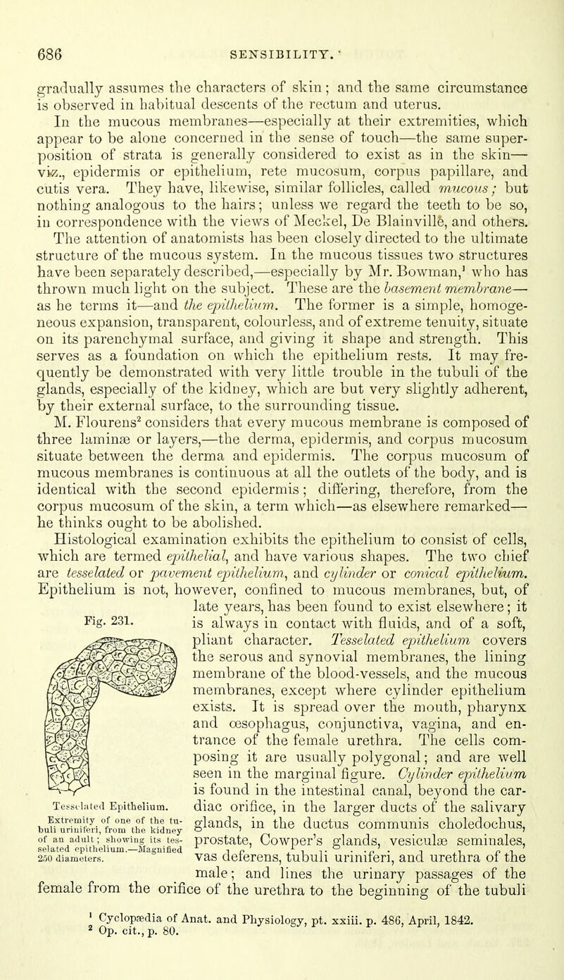 gradually assumes the characters of skin; and the same circumstance is observed in habitual descents of the rectum and uterus. In the mucous membranes—especially at their extremities, which appear to be alone concerned in the sense of touch—the same super- position of strata is generally considered to exist as in the skin— \Wj.^ epidermis or epithelium, rete mucosum, corpus papillare, and cutis vera. They have, likewise, similar follicles, called mucous ; but nothing analogous to the hairs; unless we regard the teeth to be so, in correspondence with the views of Meckel, De Blainville, and others. The attention of anatomists has been closely directed to the ultimate structure of the mucous system. In the mucous tissues two structures have been separately described,—especially by Mr. Bowman,' who has thrown much light on the subject. These are the basement membrane— as he terms it—and the epithelium. The former is a simple, homoge- neous expansion, transparent, colourless, and of extreme tenuity, situate on its parenchymal surface, and giving it shape and strength. This serves as a foundation on which the epithelium rests. It may fre- quently be demonstrated with very little trouble in the tubuli of the glands, especially of the kidney, which are but very slightly adherent, by their external surface, to the surrounding tissue. M. Flourens^ considers that every mucous membrane is composed of three lamina or layers,—the derma, epidermis, and corpus mucosum situate between the derma and epidermis. The corpus mucosum of mucous membranes is continuous at all the outlets of the body, and is identical with the second epidermis; differing, therefore, from the corpus mucosum of the skin, a term which—as elsev/here remarked— he thinks ought to be abolished. Histological examination exhibits the epithelium to consist of cells, which are termed epithelial, and have various shapes. The two chief are tesselaied or p)avevient epithelium, and cylinder or conical epitlielium. Epithelium is not, however, confined to mucous membranes, but, of late years, has been found to exist elsewhere; it is always in contact with fluids, and of a soft, pliant character. Tesselated epitlielium covers the serous and synovial membranes, the lining membrane of the blood-vessels, and the mucous membranes, except where cylinder epithelium exists. It is spread over the mouth, pharynx and oesophagus, conjunctiva, vagina, and en- trance of the female urethra. The cells com- posing it are usually polygonal; and are well seen in the marginal figure. Cylinder eirithelium 'A-^V^ is found in the intestinal canal, beyond the car- Tess(.i;ited Epithelium. diac orifice, in the larger ducts of the salivary bun''^riflJi;LTthe wdJ; glands, in the ductus communis choledochus, of an adult;'showing its tes- prostatc, Cowoer's glands, vesicular seminales, selated epithelium.—Magnified t b , it --,> - i ,i ni 250 diameters. vas cleierens, tubuli urmiieri, and urethra oi the male; and lines the urinary passages of the female from the orifice of the urethra to the beginning of the tubuli ' Cyclopnedia of Anat. and Physiology, pt. xxiii. p. 486, April, 1842. * Op. cit., p. 80.