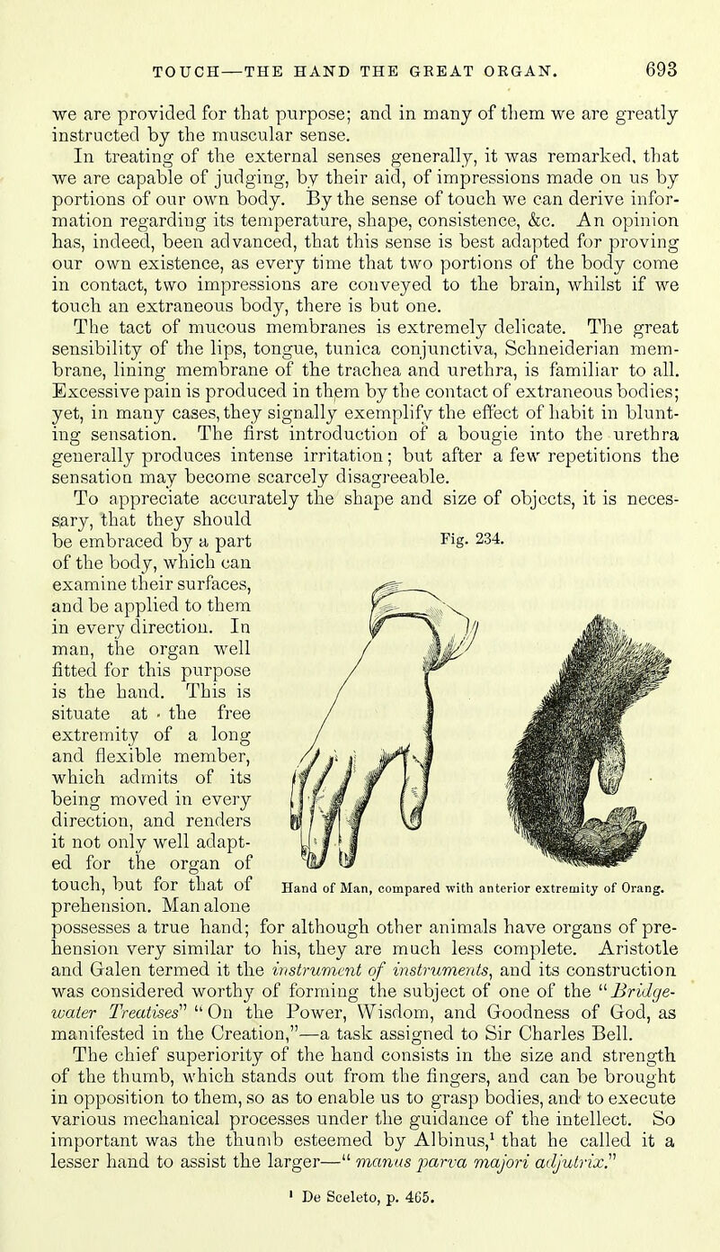 we are provided for that purpose; and in many of them we are greatly instructed by the muscular sense. In treating of the external senses generally, it was remarked, that we are capable of judging, by their aid, of impressions made on us by portions of our own body. By the sense of touch we can derive infor- mation regarding its temperature, shape, consistence, &c. An opinion has, indeed, been advanced, that this sense is best adapted for proving our own existence, as every time that two portions of the body come in contact, two impressions are conveyed to the brain, whilst if we touch an extraneous body, there is but one. The tact of mucous membranes is extremely delicate. The great sensibility of the lips, tongue, tunica conjunctiva, Schneiderian mem- brane, lining membrane of the trachea and urethra, is familiar to all. Excessive pain is produced in them by the contact of extraneous bodies; yet, in many cases, they signally exemplify the effect of habit in blunt- ing sensation. The first introduction of a bougie into the urethra generally produces intense irritation; but after a few repetitions the sensatioa may become scarcely disagreeable. To appreciate accurately the shape and size of objects, it is neces- S0.ry, that they should be embraced by a part Fig. 234. of the body, which can examine their surfaces, and be applied to them in every direction. In man, the organ well fitted for this purpose is the hand. This is situate at ■ the free extremity of a long and flexible member, which admits of its being moved in every direction, and renders it not only well adapt- ed for the organ of touch, but for that of prehension. Man alone possesses a true hand; for although other animals have organs of pre- hension very similar to his, they are much less complete. Aristotle and Gralen termed it the instrument of instruments^ and its construction was considered worthy of forraiug the subject of one of the ^'■Bridge- water Treatises''''  On the Power, Wisdom, and Goodness of God, as manifested in the Creation,—a task assigned to Sir Charles Bell. The chief superiority of the hand consists in the size and strength of the thumb, which stands out from the fingers, and can be brought in opposition to them, so as to enable us to grasp bodies, and to execute various mechanical processes under the guidance of the intellect. So important was the thumb esteemed by Albinus,Vthat he called it a lesser hand to assist the larger— manus parva majori adjutrix. Hand of Man, compared with anterior extremity of Orang. De Soeleto, p. 465.