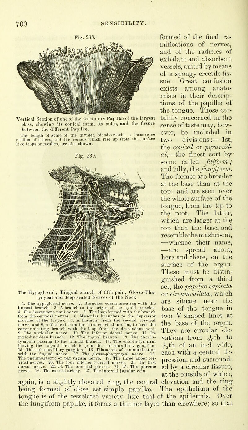 238. (Justiitnry Pnpil a; of the Inrcjest the fissure Vertical Section of one of th class, showing its conical form, its sides, and between the different Papillfe. The length of some of the divided 'blood-vessels, a transverse Bection of others, and the vessels which rise up from the surface like loops or meshes, are also shown. Fig. 239. The Hypoglossal; Lingual branch of fifth pair ; Glosso-Pha- ryngeal and deep-seated Nerves of the Neck. 1. The hypoglossal nerve. 2. Branches communicating with the lingual branch. 3. A branch to the origin of tlie hyoid muscles. 4. The descendens noni nerve. 5. The loop formed with the branch from the cervical nerves. 6. Muscular branches to the depressor muscles of the larynx. 7. A tllameut from the second cervical nerve, and 8, a filament from the third cervical, uniting to form the communicating branch with the loop from the descendens noni. 9. The auricular nerve. 10. The inferior dental nerve. 11, Its mylo-hyoidean branch. 12. The lingual branch. 13. The chorda- tympani passing to the lingual branch. 11. The chorda-tympani leaving the lingual branch to join the sub-maxillary ganglion. 1.^. The sub-maxillary ganglion. 16. Filaments of communication •with the lingual nerve. 17. The glosso-pharyngeal nerve. 18. The pneumogastric or par vagum nerve, 19. The three upper cer- vical nerves. 20. The four inferior cervical nerves. 21, The first dorsal nerve. 22, 23. The brachial plexus. 21, 23. The phrenic nerve. 26. The carotid artery. 27. The internal jugular vein. again, is a slightly elevated ring, the central being formed of close set simple papillte. tongue is of tlie tesselated variety, like that of the epidermis. Over the fungiform papillae, it forms a thinner layer than elsewhere; so that formed of the final ra- mifications of nerves, and of the radicles of exhalant and absorbent vessels, united by means of a spongy erectile tis- sue. Great confusion exists among anato- mists in their descrij)- tions of the papillae of the tongue. Those cer- tainly concerned in the sense of taste may, how- ever, be included in two divisions:— 1st, the conical or pyramid- al,—the finest sort by some called filifonn; and 2dly, the fungiform. The former are broader at the base than at the top; and are seen over the whole surface of the tongue, from the ti]i to the root. The latter, which are larger at the top than the base, and resemblethe mushroom, •—whence their name, —are spread about, here and there, on tlie surface of the organ. These must be distin- guished from a third set, the papillce capitatce, or circumvallatce, which are situate near the base of the tongue in two V shaped lines at the base of the organ. They are circular ele- vations from -o'ljth to Jflth of an inch wide, each with a central de- pression, and surround- ed by a circular fissure, at the outside of which, elevation and the ring The epithelium of the