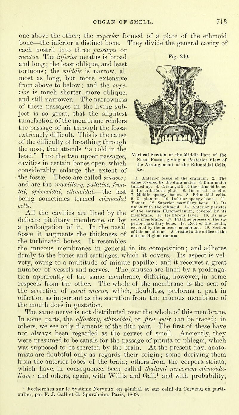 Fig. 240. one above the other; the superior formed of a plate of the ethmoid bone—the inferior a distinct bone. They divide tlie general cavity of each nostril into three passages or meatus. The inferior meatus is broad and long; the least oblique, and least tortuous; the middle is narrow, al- most as long, but more extensive from above to below; and the svpe- rior is much shorter, more oblique, and still narrower. The narrowness of these passages in the living sub- ject is so great, that the slightest tumefaction of the membrane renders the passage of air through the fossae extremely difficult. This is the cause of the difficulty of breathing through the nose, that attends  a cold in the head. Into the two upper passages, cavities in certain bones open, which considerably enlarge the extent of the foss£B. These are called sinuses ; and are the maxillary, palatine, fron- tal, sphenoidal, ethmoidal,—the last being sometimes termed ethmoidal cells. All the cavities are lined by the delicate pituitary membrane, or by a prolongation of it. In the nasal fossae it augments the thickness of the turbinated bones. It resembles the mucous membranes in general in its composition; and adheres firmly to the bones and cartilages, which it covers. Its aspect is vel- vety, owing to a multitude of minute papillae; and it receives a great number of vessels and nerves. The. sinuses are lined by a prolonga- tion apparently of the same membrane, differing, however, in some respects from the other. The whole of the membrane is the seat of the secretion of nasal mums, which, doubtless, performs a part in olfaction as important as the secretion from the mucous membrane of the mouth does in gustation. The same nerve is not distributed over the whole of this membrane. In some parts, the olfactory, ethmoidal, or first pair can be traced; in othei^s, we see only filaments of the fifth pair. The first of these have not always been regarded as the nerves of smell. Anciently, they were presumed to be canals for the passage of pituita or phlegm, which was supposed to be secreted by the brain. At the present day, anato- mists are doubtful only as regards their origin; some deriving them from the anterior lobes of the brain; others from the corpora striata, which have, in consequence, been called thalami nervorum ethmdida- lium; and others, agaiii, with Willis and Gall,^ and with probability, Vertical Section of tiie Middle Part of the Nasiil Fossae, giving a Posterior View of the Arrangement of the Ethmoidal Cells, &c. 1. Anterior fossse of the cranium. 2. The same covered by the dura mater. .3. Dnra mater turned up. 4. Crista galli of the ethmoid bone. 6. Its cribriform plate. 6. Its nasal lamella. 7. Middle spongy bones. 8. Ethmoidal cells. 9. Os planum. 10. Inferior spongy bones. 11. Vomer. 12. Superior maxillary bone. 13. Its union with the ethmoid. 14. Anterior parietes of the antrum Highmorianura, covered by its membrane. 15. Its fibrous layer. 16. Its mu- cous membrane. 17. Palatine process of the su- perior maxillary bone. 18. Roof of the mouth, covered by the mucous membrane, in. Section of this membrane. A bristle in the orifice of the antrum Highraorianum. ' Keoherches sur le Syst^rae Nerveux en general et sur celui du Cerveau en parti- culier, par F. J. Gall et G. Spurzheim, Paris, 1809.