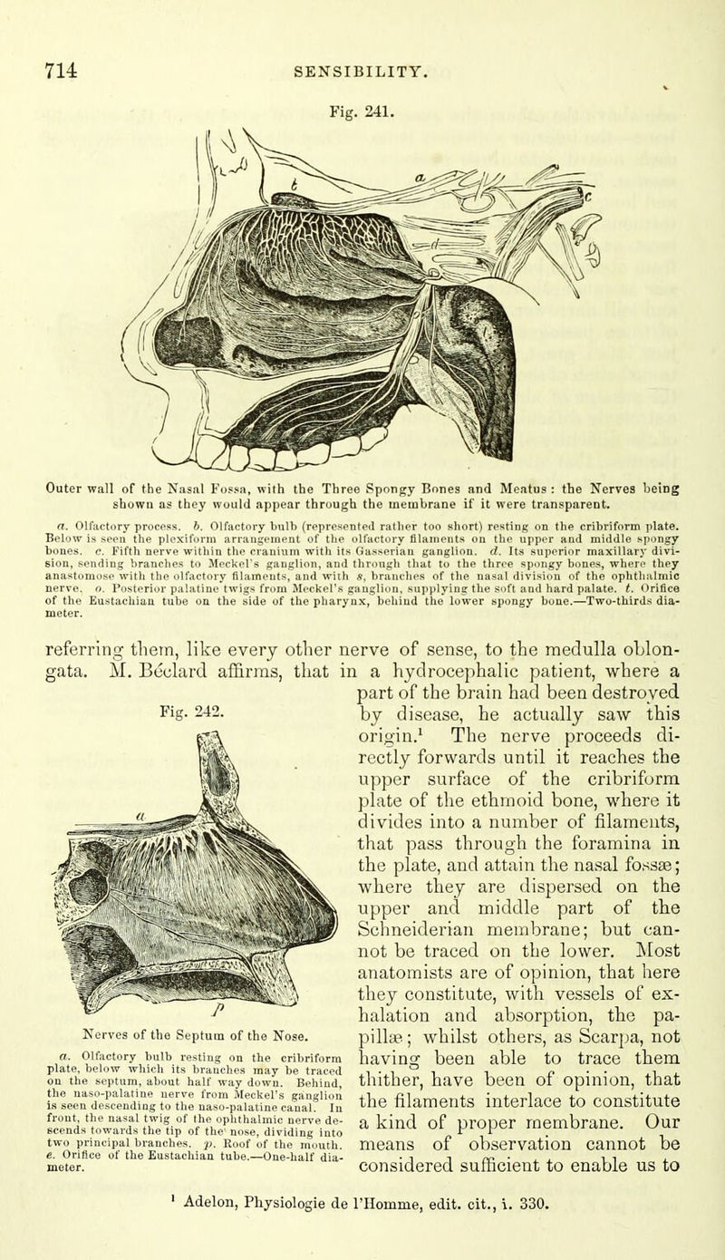 Fig. 241. Outer wall of the Nasal Fossa, with the Three Spongy Bones and Meatus : the Nerves being shown as they would appear through the membrane if it were transparent. a. Olfactory process. 6. Olfactory bulb (represented rather too short) resting on the cribriform plate. Below is seen the plexiform arrangement of the olfactory filaments on the upper and middle spongy bones, e. Fifth nerve within the cranium with its Gasserian ganglion, d. Its superior maxillary divi- sion, sending branches to Meckel's ganglion, and through that to the three spongy bones, where they anastomose with the olfactory filaments, and with s, branches of the nasal division of the ophthalmic nerve, o. Posterior palatine twigs from Meckel's ganglion, supplying the soft and hard palate, t. Orifice of the Eustachian tube on the side of the pharynx, behind the lower spongy bone.—Two-thirds dia- meter. referring them, like every other nerve of sense, to the medulla oblon- gata. M. Beclard af&rras, that in a hydrocephalic patient, ■where a part of the brain had been destroyed by disease, he actually sa'w this origin.' The nerve proceeds di- rectly forwards until it reaches the upper surface of the cribriform plate of the ethmoid bone, where it divides into a number of filaments, that pass through the foramina in the plate, and attain the nasal fossse; where they are dispersed on the upper and middle part of the Schneiderian membrane; but can- not be traced on the lower. IMost anatomists are of opinion, that here they constitute, with vessels of ex- halation and absorption, the pa- pilla^. ; whilst having been thither, have the filaments Nerves of the Septum of the Nose. a. Olfactory bulb resting on the cribriform plate, below which its branches may be traced on the septum, about half way down. Behind, the naso-palatine nerve from Meckel's ganglion is seen descending to the naso-palatine canal. In front, the nasal twig of the ophthalmic nerve de- scends towards the tip of the' nose, dividing into two principal branches, p. Roof of the mouth. e. Orifice of the Eustachian tube.—One-half dia- meter. Others, as Scarpa, not able to trace them been of opinion, that interlace to constitute a kind of proper membrane. Our means of observation cannot be considered sufficient to enable us to ' Adelon, Physiologie de I'Homme, edit, cit., i. 330.