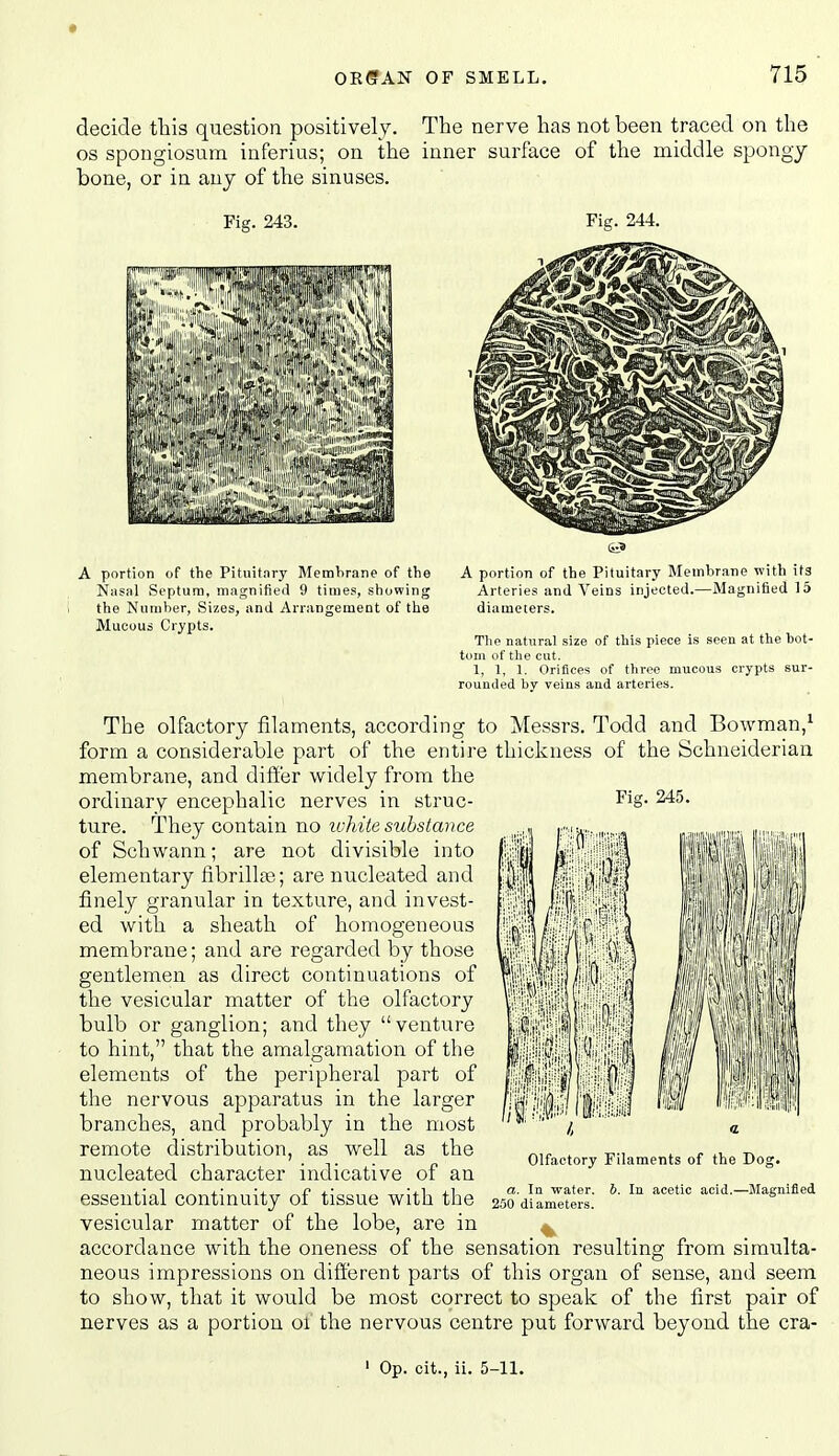 decide tliis question positively. The nerve has not been traced on the OS spongiosum inferius; on the inner surface of the middle spongy bone, or in any of the sinuses. Fig. 243. Fig. 244. A portion of the Pituitary MetnVirane of the Nasal Septum, magnified 9 times, showing the Number, Sizes, and Arrangement of the Mucous Crypts. A portion of the Pituitary Membrane with its Arteries and Veins injected.—Magnitied 15 diameters. The natural size of this piece is seen at the bot- tom of the cut. 1, 1, 1. Orifices of three mucous crypts sur- rouniled by veins and arteries. Fig. 245. The olfactory filaments, according to Messrs. Todd and Bowman,^ form a considerable part of the entire thickness of the Schneiderian membrane, and differ widely from the ordinary encephalic nerves in struc- ture. They contain no luhite substance of Schwann; are not divisible into elementary fibrillse; are nucleated and finely granular in texture, and invest- ed with a sheath of homogeneous membrane; and are regarded by those gentlemen as direct continuations of the vesicular matter of the olfactory bulb or ganglion; and they venture to hint, that the amalgamation of the elements of the peripheral part of the nervous apparatus in the larger branches, and probably in the most remote distribution, as well as the nucleated character indicative of an essential continuity of tissue with the 250 dlam'ltol; vesicular matter of the lobe, are in accordance with the oneness of the sensation resulting from simulta- neous impressions on different parts of this organ of sense, and seem to show, that it would be most correct to speak of the first pair of nerves as a portion 01 the nervous centre put forward beyond the cra- Olfactory Filaments of the Dog. Magnified ' Op. cit., ii. 5-11.