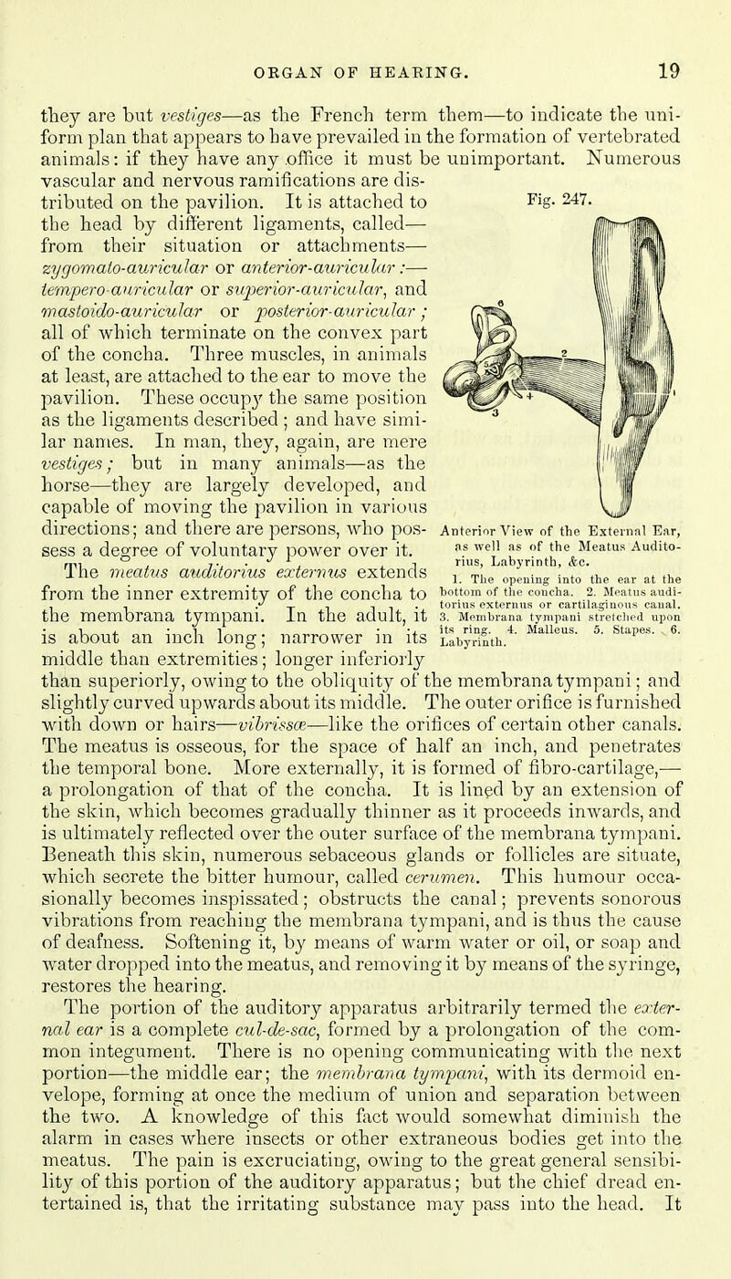 Anterior View of the External Ear, as well as of the Meatus Audito- rius, Labyrinth, &e. 1. The opening into the ear at the bottom of the concha. 2. Meatus audi- torius externus or cartilaginous canal. 3. Membrana tympani stretched upon its ring. 4. Malleus. 5. Stapes. 6. Labyrinth. they are but vestiges—as the French term them—to indicate the uni- form plan that appears to have prevailed in the formation of vertebrated animals: if they have any .office it must be unimportant. Numerous vascular and nervous ramifications are dis- tributed on the pavilion. It is attached to the head by different ligaments, called— from their situation or attachments— zygomato-auricular or anterior-auricular:— tempero-auricular or superior-auricular, and mastoido-auricular or posterior■ auricular ; all of which terminate on the convex part of the concha. Three muscles, in animals at least, are attached to the ear to move the pavilion. These occupy the same position as the ligaments described ; and have simi- lar names. In man, they, again, are mere vestiges; but in many animals—as the horse—they are largely developed, and capable of moving the pavilion in various directions; and there are persons, who pos- sess a degree of voluntary power over it. The meatus auditorius externus extends from the inner extremity of the concha to the membrana tympani. In the adult, it is about an inch long; narrower in its middle than extremities; longer inferiorly than superiorly, owing to the obliquity of the membrana tympani; and slightly curved upwards about its middle. The outer orifice is furnished with down or hairs—vibrissas—like the orifices of certain other canals. The meatus is osseous, for the space of half an inch, and penetrates the temporal bone. More externally, it is formed of fibro-cartilage,-— a prolongation of that of the concha. It is lined by an extension of the skin, which becomes gradually thinner as it proceeds inwards, and is ultimately reflected over the outer surface of the membrana tympani. Beneath this skin, numerous sebaceous glands or follicles are situate, which secrete the bitter humour, called cerumen. This humour occa- sionally becomes inspissated ; obstructs the canal; prevents sonorous vibrations from reaching the membrana tympani, and is thus the cause of deafness. Softening it, by means of warm water or oil, or soap and water dropped into the meatus, and removing it by means of the syringe, restores the hearing. The portion of the auditory apparatus arbitrarily termed the exter- nal ear is a complete cul-de-sac, formed by a prolongation of the com- mon integument. There is no opening communicating with the next portion—the middle ear; the membrana tympani, with its dermoid en- velope, forming at once the medium of union and separation between the two. A knowledge of this fact would somewhat diminish the alarm in cases where insects or other extraneous bodies get into the meatus. The pain is excruciating, owing to the great general sensibi- lity of this portion of the auditory apparatus; but the chief dread en- tertained is, that the irritating substance may pass into the head. It