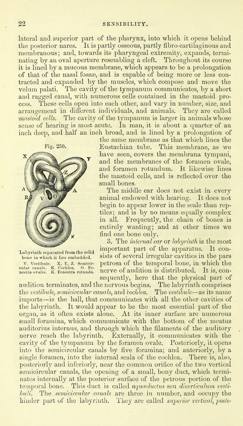 lateral and superior part of the pharynx, into which it opens behind the posterior nares. It is partly osseous, partly fibro-cartilaginous and membranous; and, towards its pharyngeal extremity, expands, termi- nating by an oval aperture resembling a cleft. Throughout its course it is lined by a mucous membrane, which appears to be a prolongation of that of the nasal fossce, and is capable of being more or less con- tracted and expanded by the muscles, which compose and move the velum palati. The cavity of the tympanum communicates, by a short and ragged canal, with numerous cells contained in the mastoid pro- cess. These cells open into each other, and vary in number, size, and arrangement in different individuals, and animals. They are called mastoid cells. The cavity of the tympanum is larger in animals whose sense of hearing is most acute. In man, it is about a quarter of an inch deep, and half an inch broad, and is lined by a prolongation of the same membrane as that which lines the Fig. 250. Eustachian tube. This membrane, as Ave have seen, covers the membrana tympani, and the membranes of the foramen ovale, and foramen rotuudum. It likewise lines the mastoid cells, and is reflected over the small bones. The middle ear does not exist in every animal endowed with hearing. It does not begin to appear lower in the scale than rep- tiles; and is by no means equally complex in all. Frequently, the chain of bones is entirely wanting; and at other times we find one bone only. 3. The internal ear or labyrinth is the most important part of the apparatus. It con- sists of several irregular cavities in the pars petrosa of the temporal bone, in which the nerve of audition is distributed. It is, con- sequently, here that the physical part of audition terminates, and the nervous begins. The labyrinth comprises the vestibule, semicircular canals, and 'cochlea. The vestibule—as its name imports—is the hall, that communicates with all the other cavities of the labyrinth. It would appear to be the most essential part of the organ, as it often exists alone. At its inner surface are numerous small foramina, which communicate with the bottom of the meatus auditorius internus, and through which the filaments of the auditory nerve reach the labyrinth. Externally, it communicates with the cavity of the tympanum by the foramen ovale. Posteriorly, it opens into the semicircular canals by five foramina; and anteriorly, by a single foramen, into the internal scala of the cochlea. There is, also, posteriorly and inferiorly, near the common orifice of the two vertical semicircular canals, the opening of a small, bony duct, which termi- nates internally at the posterior surface of the petrous portion of the temporal bone. This duct is called aquceductus seu diverticulum vesti- buli. The semicircular canals are three in number, and occupy the hinder part of the labyrinth. They are called superior vertical, poste- Labyrinth separated from the solid bone in which it lies embedded. V. Vestibule. X, Y, Z. Semicir- cular canals. K. Cochlea. 0. Fe- nestra ovalis. B. Fenestra rotunda.