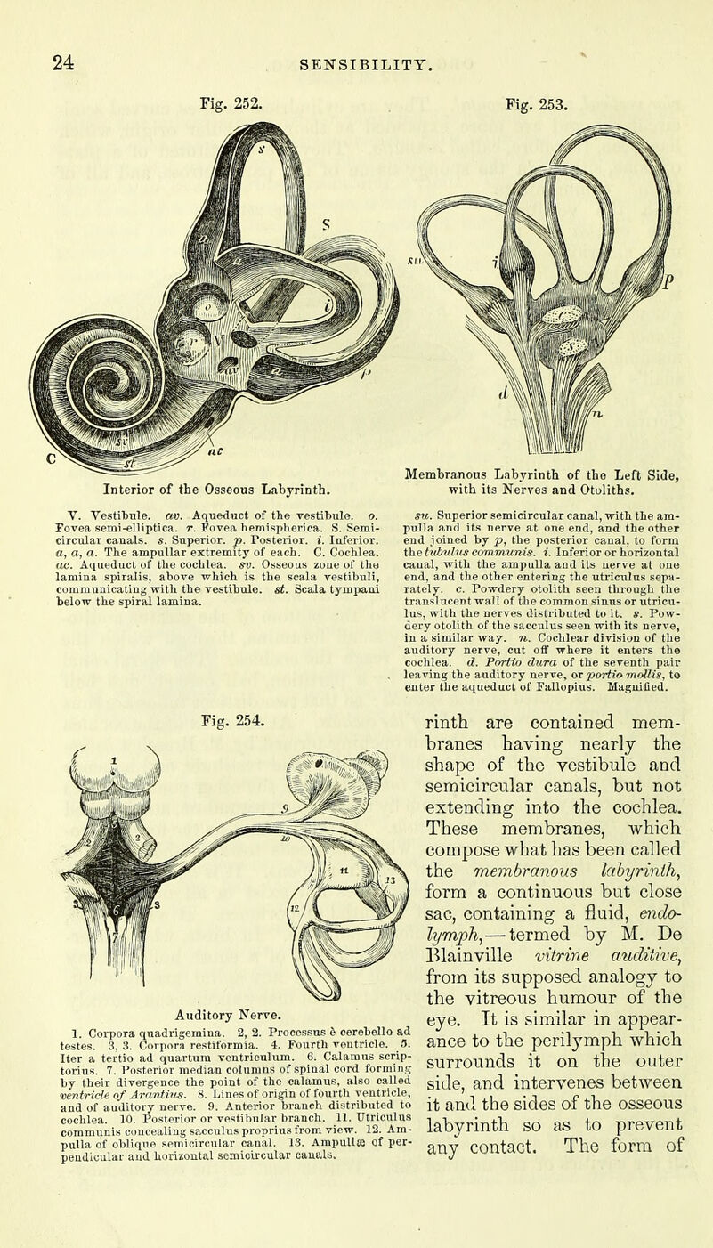V Fig. 252. Fig. 253. Interior of the Osseous Labyrinth. V. Vestibule, av. Aqueduct of the vestibule, o. Fovea semi-elliptica. r. Fovea hemispheriea. S. Semi- circular canals. 5. Superior, p. Posterior, i. Inferior. a, a, a. The ampullar extremity of each. C. Cochlea. ac. Aqueduct of the cochlea, sv. Osseous zone of the lamina spiralis, above which is the scala vestibuli, communicating with the vestibule, st. Scala tympani below the spiral lamina. Fig. 254. Auditory Nerve. 1. Corpora quadrigemina. 2, 2. Processus e cerebello ad testes. 3, 3. Corpora restiformia. 4. Fourth ventricle. 5. Iter a tertio ad quartura ventriculum. 6. Calamus scrip- torius. 7. Posterior median columns of spinal cord forming by their divergence the point of the calamus, also called ventricle of Arantius. 8. Lines of origin of fourth ventricle, and of auditory nerve. 9. Anterior branch distributed to cochlea. 10. Posterior or vestibular branch. 11. Utriculus communis concealing sacculus proprins from view. 12. Am- pulla of oblique semicircular canal. 13. Ampulla: of per- pendicular and horizontal semioircular canals. Membranous Labyrinth of tho Left Side, with its Nerves and Otoliths. su. Superior semicircular canal, with the am- pulla and its nerve at one end, and the other end joined by p, the posterior canal, to form the tubtdus communis, i. Inferior or horizontal canal, with the ampulla and its nerve at one end, and the other entering the utriculus sepa- rately, e. Powdery otolith seen through the translucent wall of the common sinus or utricu- lus, with the nerves distributed to it. g. Pow- dery otolith of the sacculus seen with its nerve, in a similar way. n. Cochlear division of the auditory nerve, cut off where it enters the cochlea, d. Portio dura of the seventh pair leaving the auditory nerve, or portio mollis, to enter the aqueduct of Fallopius. Magnified. rinth are contained mem- branes having nearly the shape of the vestibule and semicircular canals, but not extending into the cochlea. These membranes, which compose what has been called the membranous labyrinth, form a continuous but close sac, containing a fluid, endo- lymph, — termed by M. De Blainville vitrine auditive, from its supposed analogy to the vitreous humour of the eye. It is similar in appear- ance to the perilymph which surrounds it on the outer side, and intervenes between it and the sides of the osseous labyrinth so as to prevent any contact. The form of