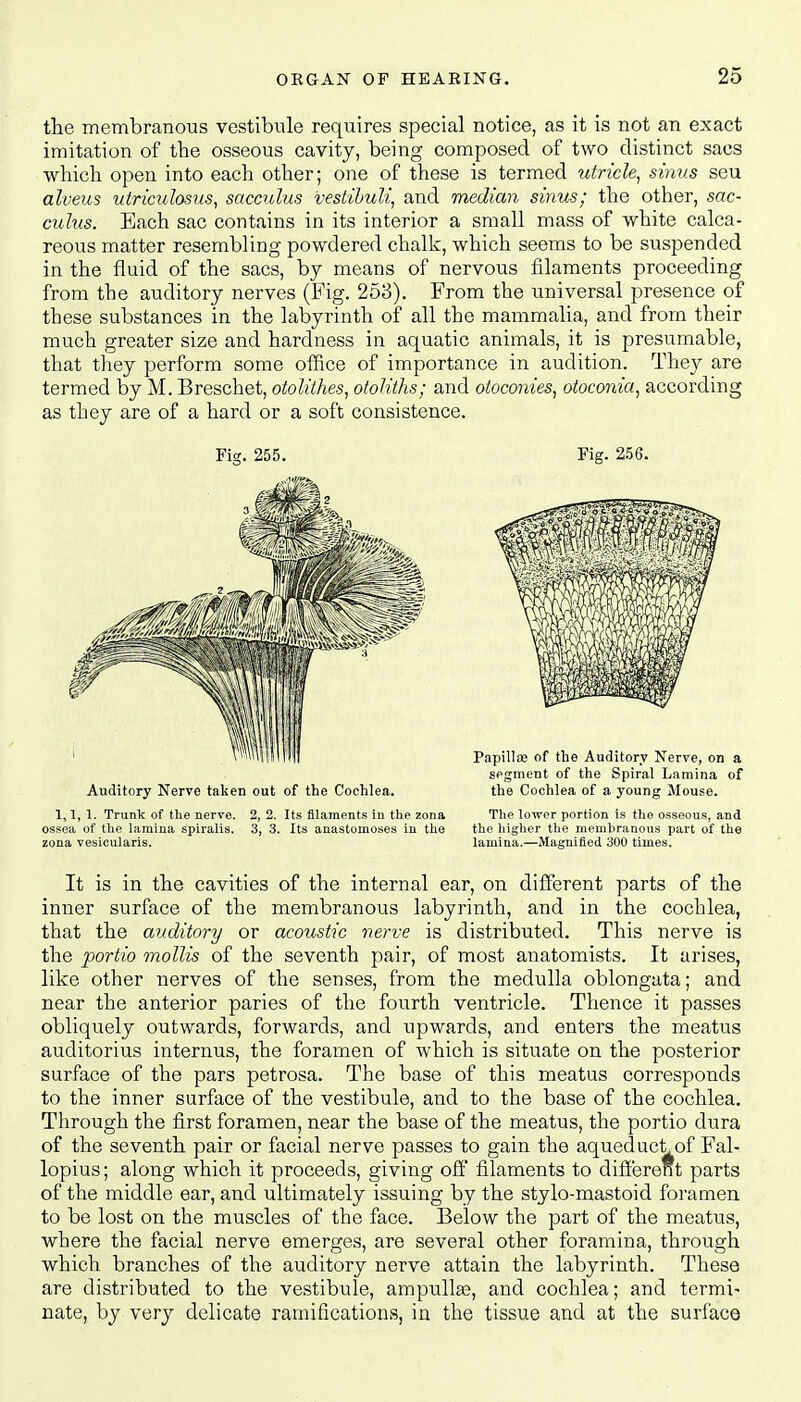 the membranous vestibule requires special notice, as it is not an exact imitation of the osseous cavity, being composed of two distinct sacs which open into each other; one of these is termed utricle, sinus seu alveus utriculosus, sacculus vestibuli, and median sinus; the other, sac- culus. Each sac contains in its interior a small mass of white calca- reous matter resembling powdered chalk, which seems to be suspended in the fluid of the sacs, by means of nervous filaments proceeding from the auditory nerves (Fig. 253). From the universal presence of these substances in the labyrinth of all the mammalia, and from their much greater size and hardness in aquatic animals, it is presumable, that they perform some office of importance in audition. They are termed by M. Breschet, otolithes, otoliths; and otoconies, otoconia, according as they are of a hard or a soft consistence. Fig. 255. Fig. 256. segment of the Spiral Lamina of Auditory Nerve taken out of the Cochlea. the Cochlea of a young Mouse. 1,1, 1. Trunk of the nerve. 2, 2. Its filaments in the zona The lower portion is the osseous, and ossea of the lamina spiralis. 3, 3. Its anastomoses in the the higher the memhranous part of the zona vesicularis. lamina.—Magnified 300 times. It is in the cavities of the internal ear, on different parts of the inner surface of the membranous labyrinth, and in the cochlea, that the auditory or acoustic nerve is distributed. This nerve is the portio mollis of the seventh pair, of most anatomists. It arises, like other nerves of the senses, from the medulla oblongata; and near the anterior paries of the fourth ventricle. Thence it passes obliquely outwards, forwards, and upwards, and enters the meatus auditorius internus, the foramen of which is situate on the posterior surface of the pars petrosa. The base of this meatus corresponds to the inner surface of the vestibule, and to the base of the cochlea. Through the first foramen, near the base of the meatus, the portio dura of the seventh pair or facial nerve passes to gain the aqueduct of Fal- lopius; along which it proceeds, giving off filaments to different parts of the middle ear, and ultimately issuing by the stylo-mastoid foramen to be lost on the muscles of the face. Below the part of the meatus, where the facial nerve emerges, are several other foramina, through which branches of the auditory nerve attain the labyrinth. These are distributed to the vestibule, ampullae, and cochlea; and termi- nate, by very delicate ramifications, in the tissue and at the surface