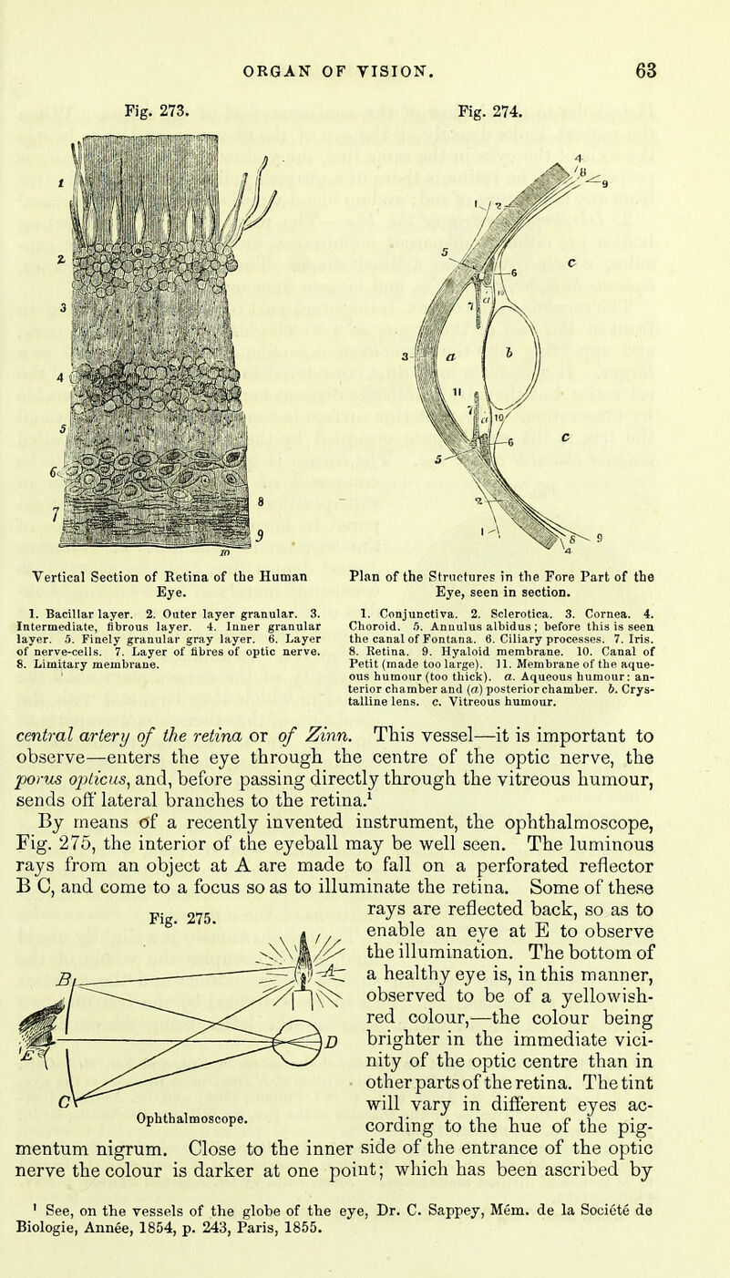 Fig. 273. Vertical Section of Retina of the Human Eye. 1. Bacillar layer. 2. Outer layer granular. 3. Intermediate, fibrous layer. 4. Inner granular layer. 5. Finely granular gray layer. 6. Layer of nerve-cells. 7. Layer of fibres of optic nerve. 8. Limitary membrane. Pig. 274. 4 Plan of the Structures in the Fore Part of the Eye, seen in section. 1. Conjunctiva. 2. Sclerotica. 3. Cornea. 4. Choroid. 5. Anuulus albidus ; before this is seen the canal of Fontana. 6. Ciliary processes. 7. Iris. 8. Retina. 9. Hyaloid membrane. 10. Canal of Petit (made too large). 11. Membrane of the aque- ous humour (too thick), a. Aqueous humour: an- terior chamber and (a) posterior chamber, b. Crys- talline lens. c. Vitreous humour. central artery of the retina or of Zinn. This vessel—it is important to observe—enters the eye through the centre of the optic nerve, the poms opticus, and, before passing directly through the vitreous humour, sends off lateral branches to the retina.1 By means of a recently invented instrument, the ophthalmoscope, Fig. 275, the interior of the eyeball may be well seen. The luminous rays from an object at A are made to fall on a perforated reflector B C, and come to a focus so as to illuminate the retina. Some of these rays are reflected back, so as to enable an eye at E to observe the illumination. The bottom of a healthy eye is, in this manner, observed to be of a yellowish- red colour,—the colour being brighter in the immediate vici- nity of the optic centre than in other parts of the retina. The tint will vary in different eyes ac- Ophthaimoscope. cording to the hue of the pig- mentum nigrum. Close to the inner side of the entrance of the optic nerve the colour is darker at one point; which has been ascribed by 1 See, on the vessels of the globe of the eye, Dr. C. Sappey, Mem. de la Sociote de Biologie, Annee, 1854, p. 243, Paris, 1855.