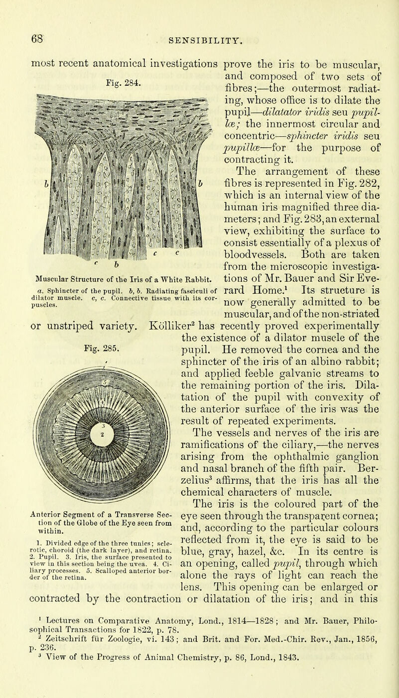 Fig. 284. Muscular Structure of the Iris of a White Rabbit. a. Sphincter of the pupil, b, b. Radiating fasciculi of dilator muscle, c, c. Connective tissue with its cor- puscles. most recent anatomical investigations prove the iris to be muscular, and composed of two sets of fibres;—the outermost radiat- ing, whose office is to dilate the pupil—dilatator iridis seu pupil- hz; the innermost circular and concentric—sphincter iridis seu pupillce—for the purpose of contracting it. The arrangement of these fibres is represented in Fig. 282, which is an internal view of the human iris magnified three dia- meters ; and Fig. 283, an external view, exhibiting the surface to consist essentially of a plexus of bloodvessels. Both are taken from the microscopic investiga- tions of Mr. Bauer and Sir Eve- rard Home.1 Its structure is now generally admitted to be muscular, and of the non-striated Kolliker2 has recently proved experimentally the existence of a dilator muscle of the pupil. He removed the cornea and the sphincter of the iris of an albino rabbit; and applied feeble galvanic streams to the remaining portion of the iris. Dila- tation of the pupil with convexity of the anterior surface of the iris was the result of repeated experiments. The vessels and nerves of the iris are ramifications of the ciliary,—the nerves arising from the ophthalmic ganglion and nasal branch of the fifth pair. Ber- zelius3 affirms, that the iris has all the chemical characters of muscle. The iris is the coloured part of the eye seen through the transparent cornea; and, according to the particular colours reflected from it, the eye is said to be blue, gray, hazel, &c. In its centre is an opening, called pupil, through which or unstriped variety. Fig. 285. Anterior Segment of a Transverse Sec- tion of the Globe of the Eye seen from within. 1. Divided edge of the three tunics; scle- rotic, choroid (the dark layer), and retina. 2. Pupil. 3. Iris, the surface presented to view in this section heing the uvea. 4. Ci- liary processes. 5. Scalloped anterior bor- der of the retina. alone the rays of light can reach the lens. This opening can be enlarged or contracted by the contraction or dilatation of the iris; and in this 1 Lectures on Comparative Anatomy, Lond., 1814—1828 ; and Mr. Bauer, Philo- sophical Transactions for 1822, p. 78. 1 Zeitschrift fur Zoologie, vi. 143; and Brit, and For. Med.-Chir. Rev., Jan., 1856, p. 236. 3 View of the Progress of Animal Chemistry, p. 86, Lond., 1843.