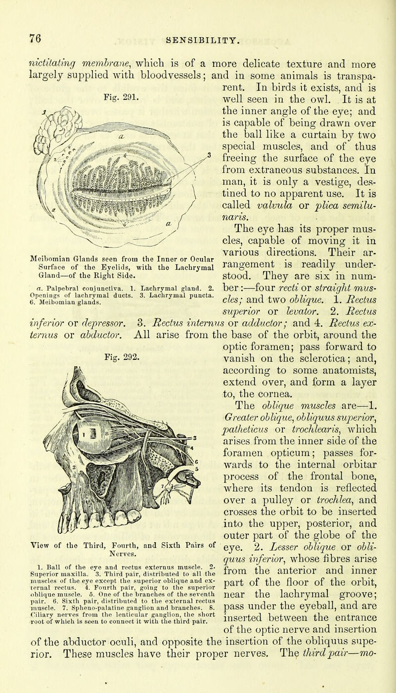 nictitating membrane, which is of a more delicate texture and more largely supplied with bloodvessels; and in some auimals is transpa- rent. In birds it exists, and Fig. 291. Meibomian Glands seen from the Inner or Ocular Surface of the Eyelifls, with the Lachrymal Gland—of the Right Side. a. Palpebral conjunctiva. 1. Lachrymal gland. 2. Openings of lachrymal ducts. 3. Lachrymal puncta. 6. Meibomian glands. inferior or depressor, ternus or abductor. is well seen in the owl. It is at the inner angle of the eye; and is capable of being drawn over the ball like a curtain by two special muscles, and of thus freeing the surface of the eye from extraneous substances. In man, it is only a vestige, des- tined to no apparent use. It is called valvula or plica semilu- naris. The eye has its proper mus- cles, capable of moving it in various directions. Their ar- rangement is readily under- stood. They are six in num- ber :—four recti or straight mus- cles; and two oblique. 1. Rectus superior or levator. 2. Rectus 3. Rectus internus or adductor; and 4. Rectus ex- All arise from the base of the orbit, around the optic foramen; pass forward to vanish on the sclerotica; and, according to some anatomists, extend over, and form a layer to, the cornea. The oblique muscles are—1. Greater oblique, obliquus superior, patheticus or trochlearis, which arises from the inner side of the foramen opticum; passes for- wards to the internal orbitar process of the frontal bone, where its tendon is reflected over a pulley or trochlea, and crosses the orbit to be inserted into the upper, posterior, and outer part of the globe of the eye. 2. Lesser oblique or obli- quus inferior, whose fibres arise from the anterior and inner part of the floor of the orbit, near the lachrymal groove; pass under the eyeball, and are inserted between the entrance of the optic nerve and insertion of the abductor oculi, and opposite the insertion of the obliquus supe- rior. These muscles have their proper nerves. The third pair—mo- View of the Third, Fourth, and Sixth Pairs of Nerves. 1. Ball of the eye and rectus externus muscle. 2. Superior maxilla. 3. Third pair, distributed to all the muscles of the eye except the superior oblique and ex- ternal rectus. 4. Fourth pair, going to the superior oblique muscle. 6. One of the branches of the seventh pair. 6. Sixth pair, distributed to the external rectus muscle. 7. Spheuo-palatine ganglion and branches. 6. Ciliary nerves from the lenticular ganglion, the short root of which is seen to connect it with the third pair.