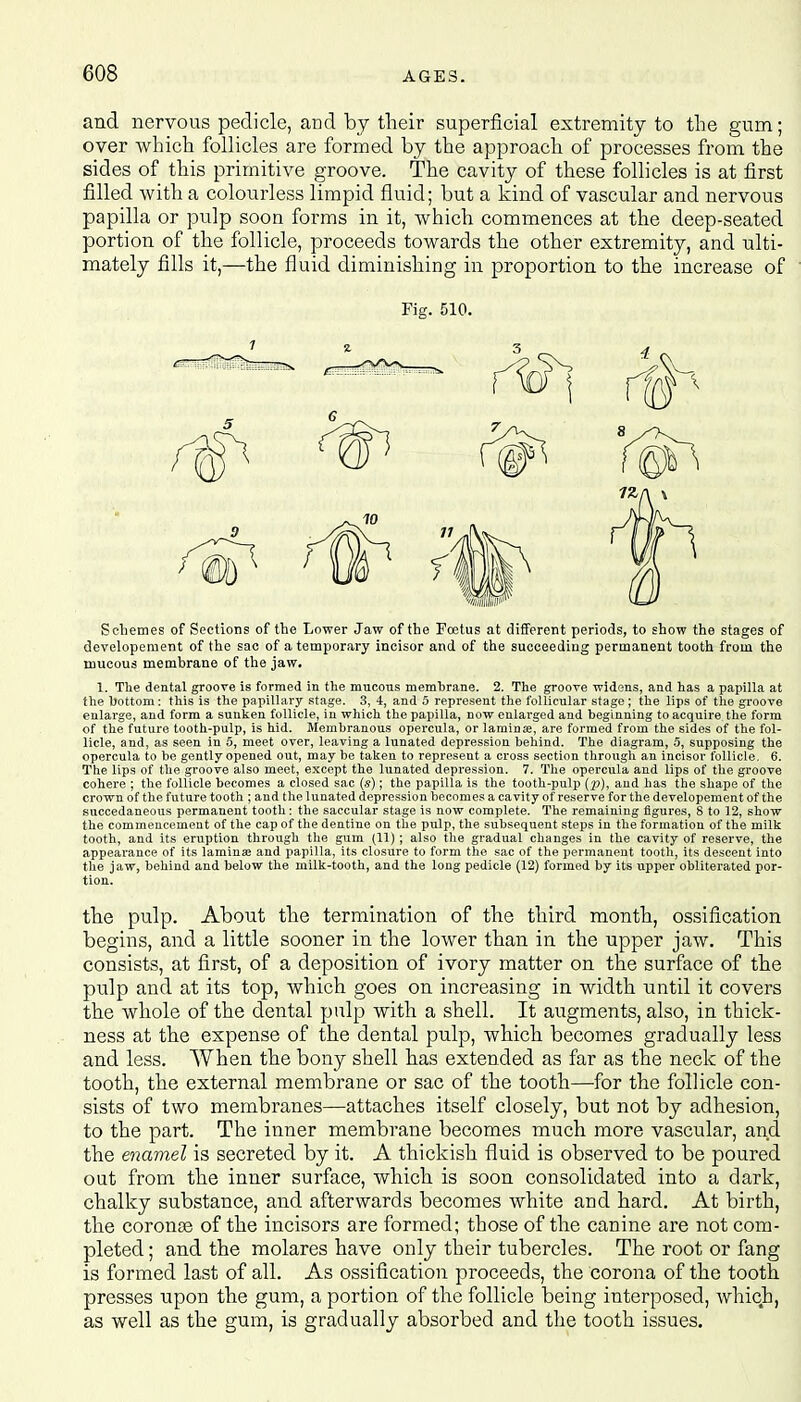 and nervous pedicle, and by their superficial extremity to the gum; over which follicles are formed by the approach of processes from the sides of this primitive groove. The cavity of these follicles is at first filled with a colourless limpid fluid; but a kind of vascular and nervous papilla or pulp soon forms in it, which commences at the deep-seated portion of the follicle, proceeds towards the other extremity, and ulti- mately fills it,—the fluid diminishing in proportion to the increase of Fig. 510. Schemes of Sections of the Lower Jaw of the Foetus at different periods, to show the stages of developement of the sac of a temporary incisor and of the succeeding permanent tooth from the mucous membrane of the jaw. 1. The dental groove is formed in the mucous membrane. 2. The groove widens, and has a papilla at the bottom: this is the papillary stage. 3, 4, and 5 represent the follicular stage ; the lips of the groove enlarge, and form a sunken follicle, in which the papilla, now enlarged and beginning to acquire the form of the future tooth-pulp, is hid. Membranous opercula, or laminse, are formed from the sides of the fol- licle, and, as seen in 5, meet over, leaving a lunated depression behind. The diagram, 5, supposing the opercula to be gently opened out, may be taken to represent a cross section through an incisor follicle. 6. The lips of the groove also meet, except the lunated depression. 7. The opercula and lips of the groove cohere ; the follicle becomes a closed sac (*); the papilla is the tooth-pulp (p), and has the shape of the crown of the future tooth ; and the lunated depression becomes a cavity of reserve for the developement of the succedaneous permanent tooth: the saccular stage is now complete. The remaining figures, 8 to 12, show the commencement of the cap of the dentine on the pulp, the subsequent steps in the formation of the milk tooth, and its eruption through the gum (11); also the gradual changes in the cavity of reserve, the appearance of its lamina? and papilla, its closure to form the sac of the permanent tooth, its descent into the jaw, behind and below the milk-tooth, and the long pedicle (12) formed by its upper obliterated por- tion. the pulp. About the termination of the third month, ossification begins, and a little sooner in the lower than in the upper jaw. This consists, at first, of a deposition of ivory matter on the surface of the pulp and at its top, which goes on increasing in width until it covers the whole of the dental pulp with a shell. It augments, also, in thick- ness at the expense of the dental pulp, which becomes gradually less and less. When the bony shell has extended as far as the neck of the tooth, the external membrane or sac of the tooth—for the follicle con- sists of two membranes—attaches itself closely, but not by adhesion, to the part. The inner membrane becomes much more vascular, and the enamel is secreted by it. A thickish fluid is observed to be poured out from the inner surface, which is soon consolidated into a dark, chalky substance, and afterwards becomes white and hard. At birth, the coronrje of the incisors are formed; those of the canine are not com- pleted ; and the molares have only their tubercles. The root or fang is formed last of all. As ossification proceeds, the corona of the tooth presses upon the gum, a portion of the follicle being interposed, which, as well as the gum, is gradually absorbed and the tooth issues.