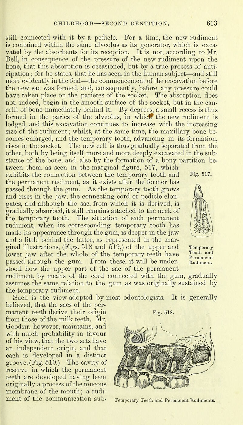 Fig. 517. still connected with it by a pedicle. For a time, the new rudiment is contained within the same alveolus as its generator, which is exca- vated by the absorbents for its reception. It is not, according to Mr. Bell, in consequence of the pressure of the new rudiment upon the bone, that this absorption is occasioned, but by a true process of anti- cipation ; for he states, that he has seen, in the human subject—-and still more evidently in the foal—the commencement of the excavation before the new sac was formed, and, consequently, before any pressure could have taken place on the parietes of the socket. The absorption does not, indeed, begin in the smooth surface of the socket, but in the can- celli of bone immediately behind it. By degrees, a small recess is thus formed in the paries of the alveolus, in whicw the new rudiment is lodged, and this excavation continues to increase with the increasing size of the rudiment; whilst, at the same time, the maxillary bone be- comes enlarged, and the temporary tooth, advancing in its formation, rises in the socket. The new cell is thus gradually separated from the other, both by being itself more and more deeply excavated in the sub- stance of the bone, and also by the formation of a bony partition be- tween them, as seen in the marginal figure, 517, which exhibits the connection between the temporary tooth and the permanent rudiment, as it exists after the former has passed through the gum. As the temporary tooth grows and rises in the jaw, the connecting cord or pedicle elon- gates, and although the sac, from which it is derived, is gradually absorbed, it still remains attached to the neck of the temporary tooth. The situation of each permanent rudiment, when its corresponding temporary tooth has made its appearance through the gum, is deeper in the jaw and a little behind the latter, as represented in the mar- ginal illustrations, (Figs. 518 and 519,) of the upper and lower jaw after the whole of the temporary teeth have passed through the gum. From these, it will be under- stood, how the upper part of the sac of the permanent rudiment, by means of the cord connected with the gum, gradually assumes the same relation to the gum as was originally sustained by the temporary rudiment. Such is the view adopted by most odontologists. It is generally believed, that the sacs of the per- manent teeth derive their origin from those of the milk teeth. Mr. Goodsir, however, maintains, and with much probability in favour of his view, that the two sets have an independent origin, and that each is developed in a distinct groove, (Fig. 510.) The cavity of reserve in which the permanent teeth are developed having been originally a process of the mucous membrane of the mouth; a rudi- ment of the communication Sub- Temporary Teeth and Permanent Rudiments. Temporary Tooth and Permanent Rudiment. Fig. 518.