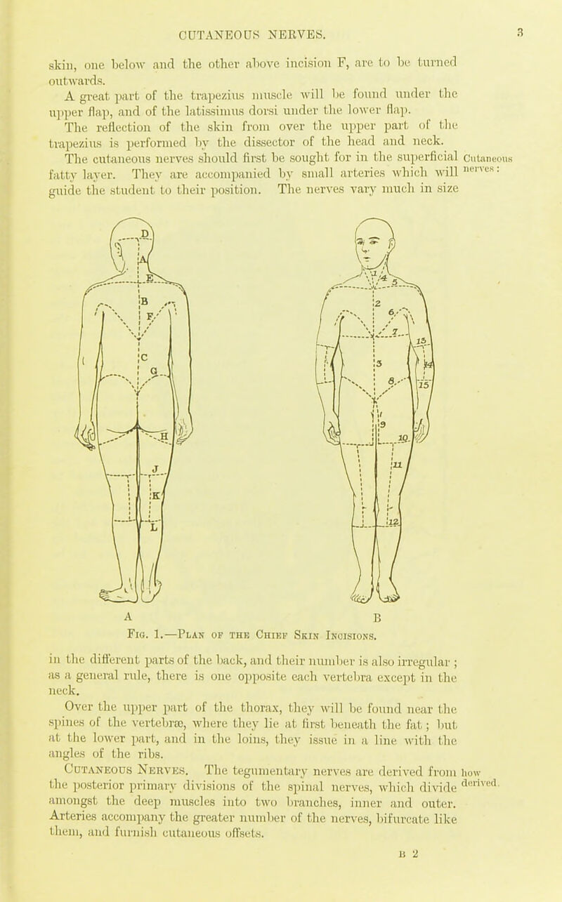 CDTANEOUS NERVES. skill, one below and the other ahove incision F, are (o he turncrl outwards. A great i)ai't of the trape/ius imisde will be found under the upi)er flap, and of the latis.siinus dorsi under the lower flap. The reflection of the skin from over the upper part of the trapezius is performed by the dissector of the head and neck. The cutaneous nerves should first be sought for in the superficial Cutaneous fatty layer. They are accompanied by small arteries which will = guide tiie student to their position. The nerves vary much in size A B Fig. 1.—Plan of the Chiki- Skin Inoision.s. ill the dift'erent parts of the back, and their number i.s also irregular ; as a general rule, there is one ojiposite c'<ach vertebra e.\cei)t in the neck. Over the upper part of the thora.x, they will be found near the spine.s of the vertebra), where they lie at first l>eiie!ith the fat; but at tiie lower i)art, and in the loins, they issue in a line with the angles of the ribs. Cutaneous Nurvks. The tegnnientiiry nerves are derived from how the posterior primary divisions of the spinal nerve,s, which divide amongst the deep muscles into two branches, inner and outer. Arteries accompany the greater number of tlie nerves, bifurcate like them, and furnish cutaneous ofisets.