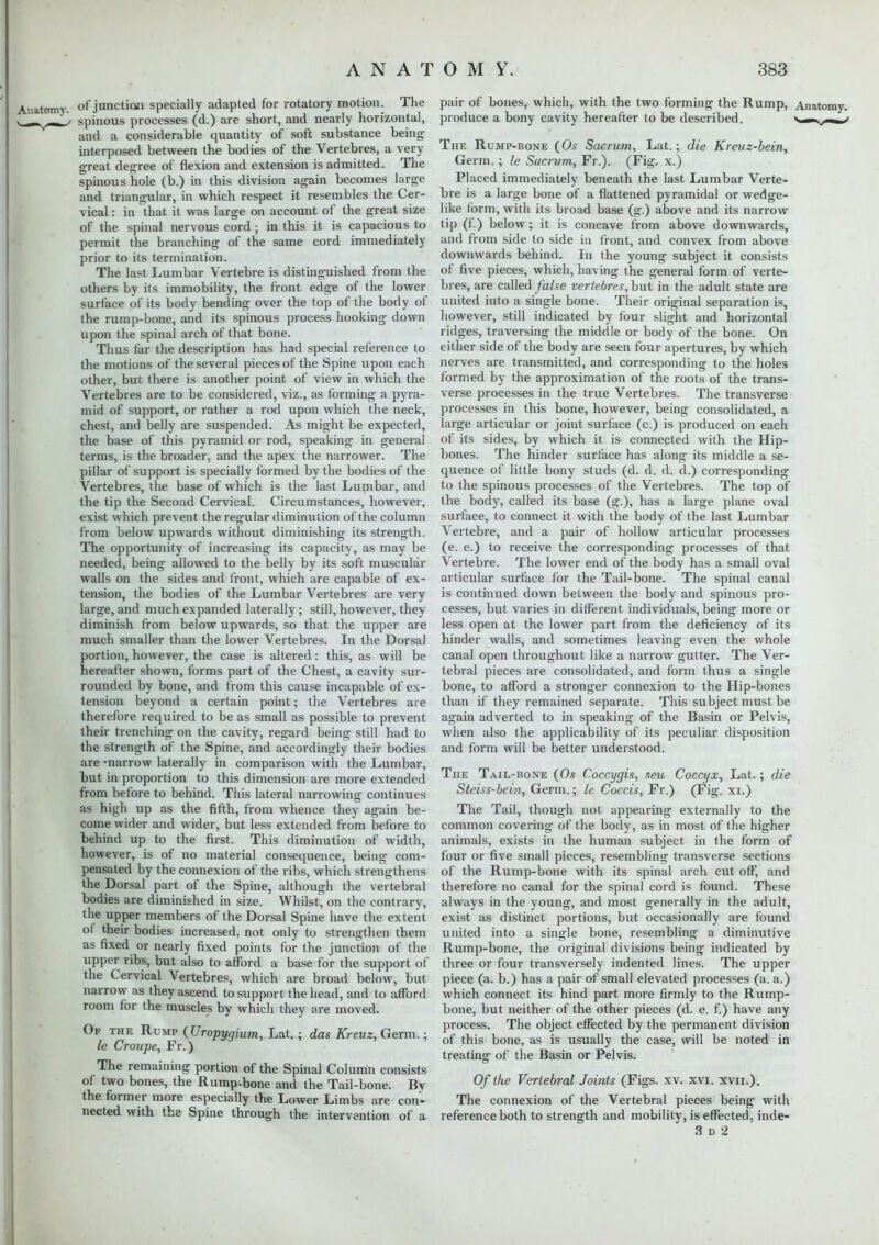 of junction specially adapted for rotatory motion. The spinous processes (d.) are short, and nearly horizontal, and a considerable quantity of soft substance being interposed between the bodies of the Vertebres, a very great degree of flexion and extension is admitted. The spinous hole (b.) in this division again becomes large and triangular, in which respect it resembles the Cer- vical : in that it was large on account of the great size of the spinal nervous cord; in this it is capacious to permit the branching of the same cord immediately prior to its termination. The last Lumbar Vertebre is distinguished from the others by its immobility, the front edge of the lower surface of its body bending over the top of the body of the rump-bone, and its spinous process hooking down upon the spinal arch of that bone. Thus far the description has had special reference to the motions of the several pieces of the Spine upon each other, but there is another point of view in which the Vertebres are to be considered, viz., as forming a pyra- mid of support, or rather a rod upon which the neck, chest, and belly are suspended. As might be expected, the base of this pyramid or rod, speaking in general terms, is the broader, and the apex the narrower. The pillar of support is specially formed by the bodies of the Vertebres, the base of which is the last Lumbar, and the tip the Second Cervical. Circumstances, however, exist which prevent the regular diminution of the column from below upwards without diminishing its strength. The opportunity of increasing its capacity, as may be needed, being allowed to the belly by its soft muscular walls on the sides and front, which are capable of ex- tension, the bodies of the Lumbar Vertebres are very large, and much expanded laterally; still, however, they diminish from below upwards, so that the upper are much smaller than the lower Vertebres. In the Dorsal portion, however, the case is altered: this, as will be hereafter shown, forms part of the Chest, a cavity sur- rounded by bone, and from this cause incapable of ex- tension beyond a certain point; the Vertebres are therefore required to be as small as possible to prevent their trenching on the cavity, regard being still had to the strength of the Spine, and accordingly their bodies are -narrow laterally in comparison with the Lumbar, hut in proportion to this dimension are more extended from before to behind. This lateral narrowing continues as high up as the fifth, from whence they again be- come wider and wider, but less extended from before to behind up to the first. This diminution of width, however, is of no material consequence, being com- pensated by the connexion of the ribs, which strengthens the Dorsal part of the Spine, although the vertebral bodies are diminished in size. Whilst, on the contrary, the upper members of the Dorsal Spine have the extent of their bodies increased, not only to strengthen them as fixed or nearly fixed points for the junction of the upper ribs, but also to afford a base for the support of the Cervical Vertebres, which are broad below, but narrow as they ascend to support the head, and to afford room for the muscles by which they ore moved. Of the Rump (Uropygium, Lat.; das Kreuz, Germ.; le Croupe, Fr.) The remaining portion of the Spinal Column consists of two bones, the Rump-bone and the Tail-bone. By the former more especially the Lower Limbs are con- nected with the Spine through the intervention of a pair of bones, which, with the two forming the Rump, Anatomy, produce a bony cavity hereafter to be described. — The Rump-bone (Os Sacrum, Lat.; die Kreuz-bein, Germ. ; le Sacrum, Fr.). (Fig. x.) Placed immediately beneath the last Lumbar Verte- bre is a large bone of a flattened pyramidal or wedge- like form, with its broad base (g.) above and its narrow tip (f.) below; it is concave from above downwards, and from side to side in front, and convex from above downwards behind. In the young subject it consists of five pieces, which, having the general form of verte- bres, are called false vertebres, but in the adult state are united into a single bone. Their original separation is, however, still indicated by four slight and horizontal ridges, traversing the middle or body of the bone. On either side of the body are seen four apertures, by which nerves are transmitted, and corresponding to the holes formed by the approximation of the roots of the trans- verse processes in the true Vertebres. The transverse processes in this bone, however, being consolidated, a large articular or joint surface (c.) is produced on each of its sides, by which it is connected with the Hip- bones. The hinder surface has along its middle a se- quence of little bony studs (d. d. d. d.) corresponding to the spinous processes of the Vertebres. The top of the body, called its base (g.), has a large plane oval surface, to connect it with the body of the last Lumbar Vertebre, and a pair of hollow articular processes (e. e.) to receive the corresponding processes of that Vertebre. The lower end of the body has a small oval articular surface for the Tail-bone. The spinal canal is continued down between the body and spinous pro- cesses, but varies in different individuals, being more or less open at the lower part from the deficiency of its hinder walls, and sometimes leaving even the whole canal open throughout like a narrow gutter. The Ver- tebral pieces are consolidated, and form thus a single bone, to afford a stronger connexion to the Hip-bones than if they remained separate. This subject must be again adverted to in speaking of the Basin or Pelvis, when also the applicability of its peculiar disposition and form will be better understood. The Tail-bone (Os Coccygis, seu Coccyx, Lat.; die Steiss-bein, Germ.; le Coccis, Fr.) (Fig. xi.) The Tail, though not appearing externally to the common covering of the body, as in most of the higher animals, exists in the human subject in the form of four or five small pieces, resembling transverse sections of the Rump-bone with its spinal arch cut off, and therefore no canal for the spinal cord is found. These always in the young, and most generally in the adult, exist as distinct portions, but occasionally are found united into a single bone, resembling a diminutive Rump-bone, the original divisions being indicated by three or four transversely indented lines. The upper piece (a. b.) has a pair of small elevated processes (a. a.) which connect its hind part more firmly to the Rump- bone, but neither of the other pieces (d. e. f.) have any process. The object effected by the permanent division of this bone, as is usually the case, will be noted in treating of the Basin or Pelvis. Of the Vertebral Joints (Figs. xv. xvi. xvn.). The connexion of the Vertebral pieces being with reference both to strength and mobility, is effected, inde- 3 d 2