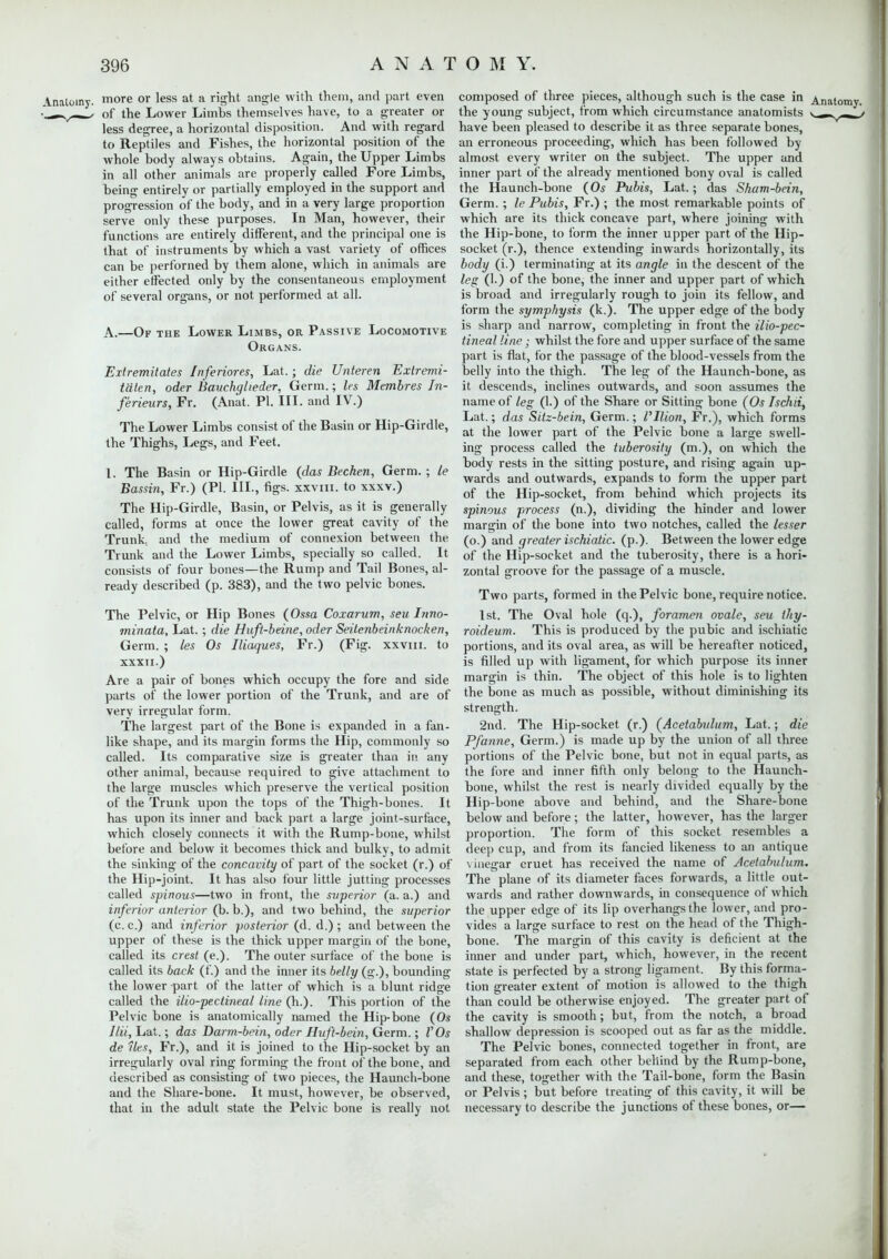 Anatomy, more or less at a right angle with them, and part even *_m^m,of the Lower Limbs themselves have, to a greater or less degree, a horizontal disposition. And with regard to Reptiles and Fishes, the horizontal position of the whole body always obtains. Again, the Upper Limbs in all other animals are properly called Fore Limbs, being entirely or partially employed in the support and progression of the body, and in a very large proportion serve only these purposes. In Man, however, their functions are entirely different, and the principal one is that of instruments by which a vast variety of offices can be perforned by them alone, which in animals are either effected only by the consentaneous employment of several organs, or not performed at all. A.—Of the Lower Limbs, or Passive Locomotive Organs. Extremitates Inferiores, Lat.; die Unteren Exlremi- tdten, oder Bauchglieder, Germ.; Us Membres In- ferieurs, Fr. (Anat. PI. III. and IV.) The Lower Limbs consist of the Basin or Hip-Girdle, the Thighs, Legs, and Feet. 1. The Basin or Hip-Girdle (das Bechen, Germ. ; le Bassin, Fr.) (PI. III., figs, xxviii. to xxxv.) The Hip-Girdle, Basin, or Pelvis, as it is generally called, forms at once the lower great cavity of the Trunk, and the medium of connexion between the Trunk and the Lower Limbs, specially so called. It consists of four bones—the Rump and Tail Bones, al- ready described (p. 383), and the two pelvic bones. The Pelvic, or Hip Bones (Ossa Coxarum, seu Inno- minata, Lat.; die Huft-beine, oder Seitenbeinknocken, Germ. ; les Os Iliaques, Fr.) (Fig. xxvm. to XXXII.) Are a pair of bones which occupy the fore and side parts of the lower portion of the Trunk, and are of very irregular form. The largest part of the Bone is expanded in a fan- like shape, and its margin forms the Hip, commonly so called. Its comparative size is greater than in any other animal, because required to give attachment to the large muscles which preserve the vertical position of the Trunk upon the tops of the Thigh-bones. It has upon its inner and back part a large joint-surface, which closely connects it with the Rump-bone, whilst before and below it becomes thick and bulky, to admit the sinking of the concavity of part of the socket (r.) of the Hip-joint. It has also four little jutting processes called spinous—two in front, the superior (a. a.) and inferior anterior (b. b.), and two behind, the superior (c. c.) and inferior posterior (d. d.) ; and between the upper of these is the thick upper margin of the bone, called its crest (e.). The outer surface of the bone is called its back (f.) and the inner its belly (g.), bounding the lower part of the latter of which is a blunt ridge called the ilio-pectineal line (h.). This portion of the Pelvic bone is anatomically named the Hip-bone (Os Jlii, Lat.; das Darm-bein, oder Huft-bein, Germ.; VOs de Iks, Fr.), and it is joined to the Hip-socket by an irregularly oval ring forming the front of the bone, and described as consisting of two pieces, the Haunch-bone and the Share-bone. It must, however, be observed, that in the adult state the Pelvic bone is really not composed of three pieces, although such is the case in Anatomy, the young subject, from which circumstance anatomists >■ r —, have been pleased to describe it as three separate bones, an erroneous proceeding, which has been followed by almost every writer on the subject. The upper and inner part of the already mentioned bony oval is called the Haunch-bone (Os Pubis, Lat.; das Sham-bein, Germ. ; le Pubis, Fr.) ; the most remarkable points of which are its thick concave part, where joining with the Hip-bone, to form the inner upper part of the Hip- socket (r.), thence extending inwards horizontally, its body (i.) terminating at its angle in the descent of the leg (1.) of the bone, the inner and upper part of which is broad and irregularly rough to join its fellow, and form the symphysis (k.). The upper edge of the body is sharp and narrow, completing in front the ilio-pec- tineal line■ whilst the fore and upper surface of the same part is flat, for the passage of the blood-vessels from the belly into the thigh. The leg of the Haunch-bone, as it descends, inclines outwards, and soon assumes the name of leg (1.) of the Share or Sitting bone (Os Ischiiy Lat.; das Sitz-bein, Germ.; I'llion, Fr.), which forms at the lower part of the Pelvic bone a large swell- ing process called the tuberosity (m.), on which the body rests in the sitting posture, and rising again up- wards and outwards, expands to form the upper part of the Hip-socket, from behind which projects its spinous process (n.), dividing the hinder and lower margin of the bone into two notches, called the lesser (o.) and greater ischiatic. (p.). Between the lower edge of the Hip-socket and the tuberosity, there is a hori- zontal groove for the passage of a muscle. Two parts, formed in the Pelvic bone, require notice. 1st. The Oval hole (q.), foramen ovale, seu lliy- roideum. This is produced by the pubic and ischiatic portions, and its oval area, as will be hereafter noticed, is filled up with ligament, for which purpose its inner margin is thin. The object of this hole is to lighten the bone as much as possible, without diminishing its strength. 2nd. The Hip-socket (r.) (Acetabulum, Lat.; die Pfanne, Germ.) is made up by the union of all three portions of the Pelvic bone, but not in equal parts, as the fore and inner fifth only belong to the Haunch- bone, whilst the rest is nearly divided equally by the Hip-bone above and behind, and the Share-bone below and before; the latter, however, has the larger proportion. The form of this socket resembles a deep cup, and from its fancied likeness to an antique vinegar cruet has received the name of Acetabulum. The plane of its diameter faces forwards, a little out- wards and rather downwards, in consequence of which the upper edge of its lip overhangs the lower, and pro- vides a large surface to rest on the head of the Thigh- bone. The margin of this cavity is deficient at the inner and under part, which, however, in the recent state is perfected by a strong ligament. By this forma- tion greater extent of motion is allowed to the thigh than could be otherwise enjoyed. The greater part of the cavity is smooth; but, from the notch, a broad shallow depression is scooped out as far as the middle. The Pelvic bones, connected together in front, are separated from each other behind by the Rump-bone, and these, together with the Tail-bone, form the Basin or Pelvis ; but before treating of this cavity, it will be necessary to describe the junctions of these bones, or—